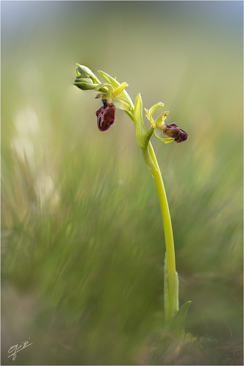 Nikon D610 sample photo. Ophrys sphegodes photography