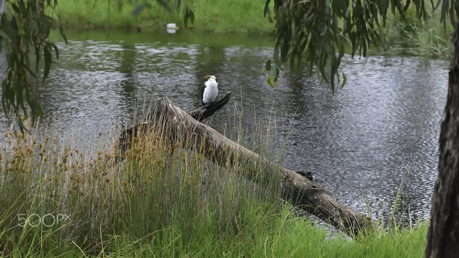 Nikon D3400 sample photo. For some reason they like this spot photography