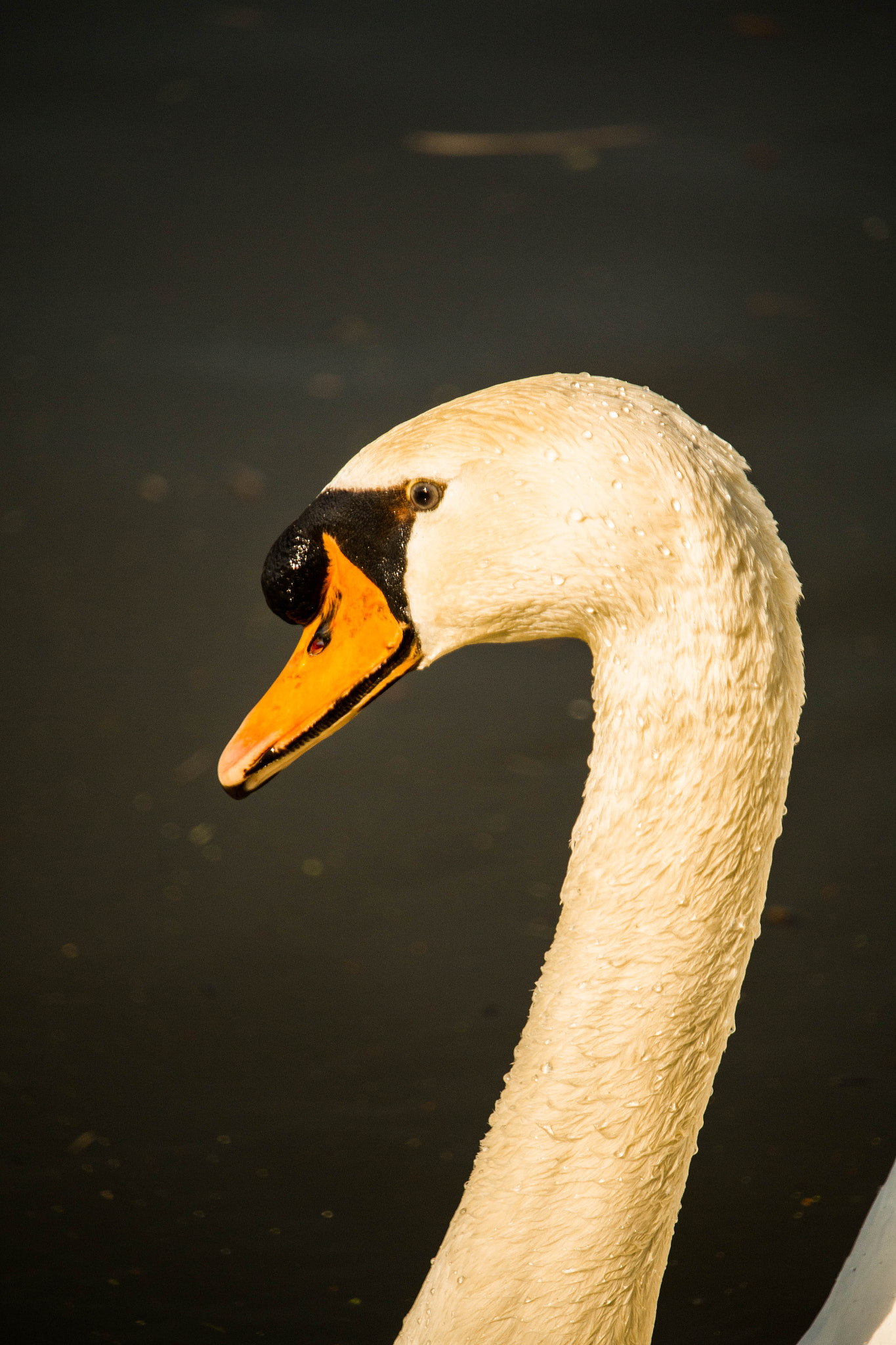 Canon EF-S 55-250mm F4-5.6 IS STM sample photo. Proud swan photography