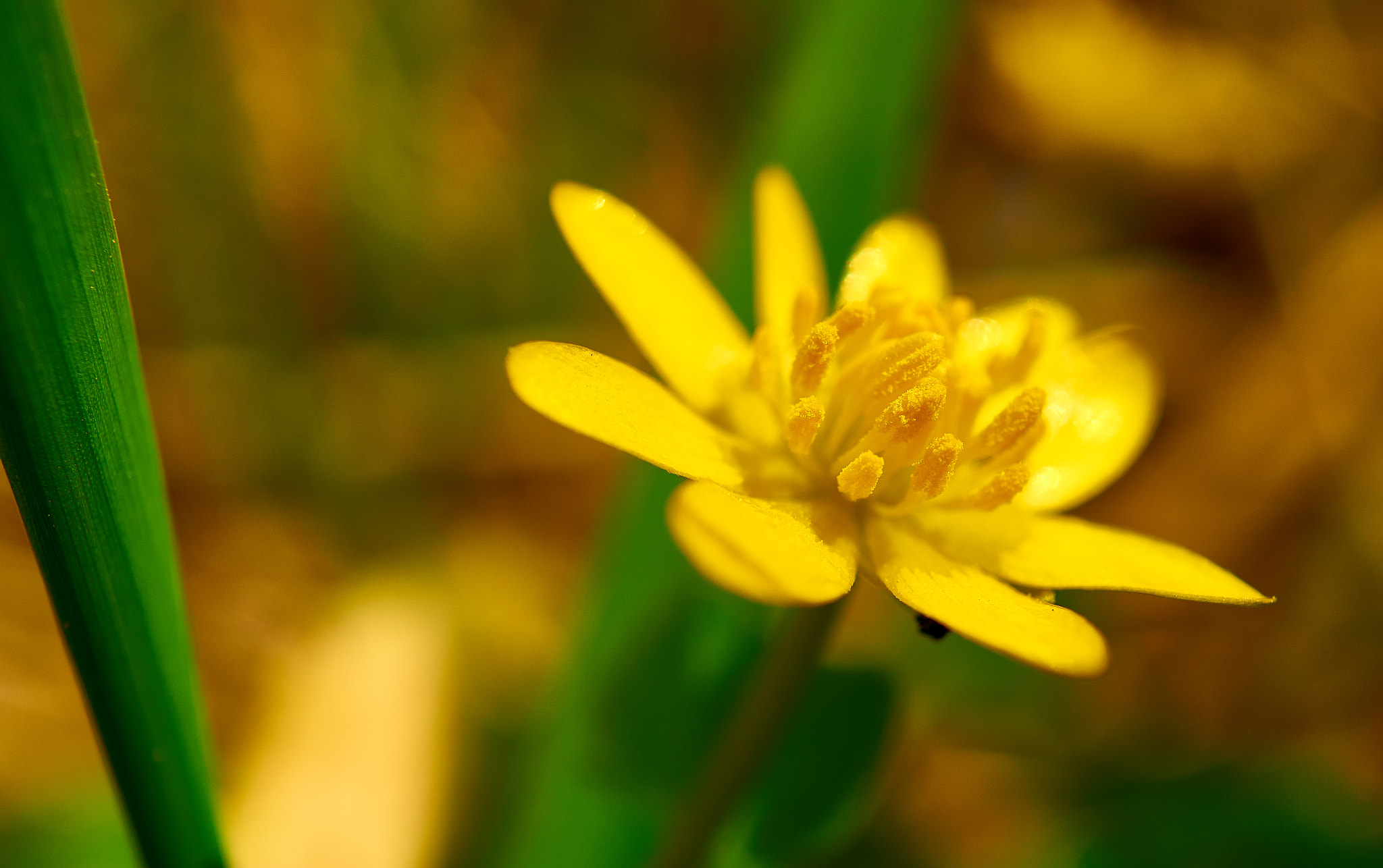 Sony E 30mm F3.5 Macro sample photo. Yellow flower photography