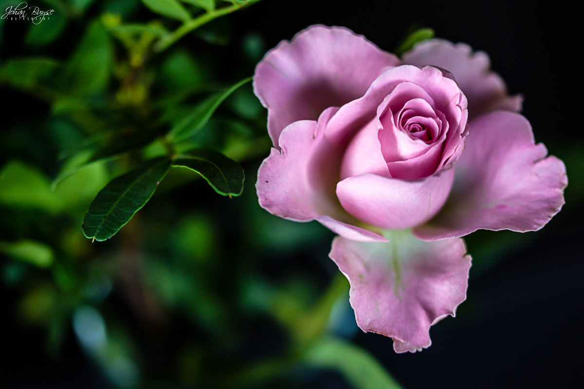 Sigma 105mm F2.8 EX DG OS HSM sample photo. Beauty photography