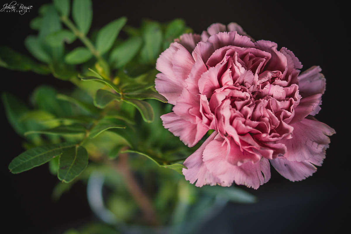 Sigma 105mm F2.8 EX DG OS HSM sample photo. Stil life photography