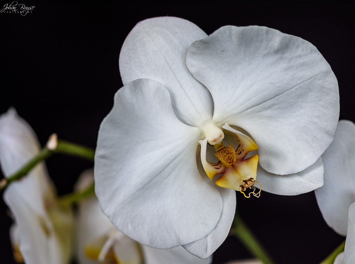 Sigma 105mm F2.8 EX DG OS HSM sample photo. My heart photography