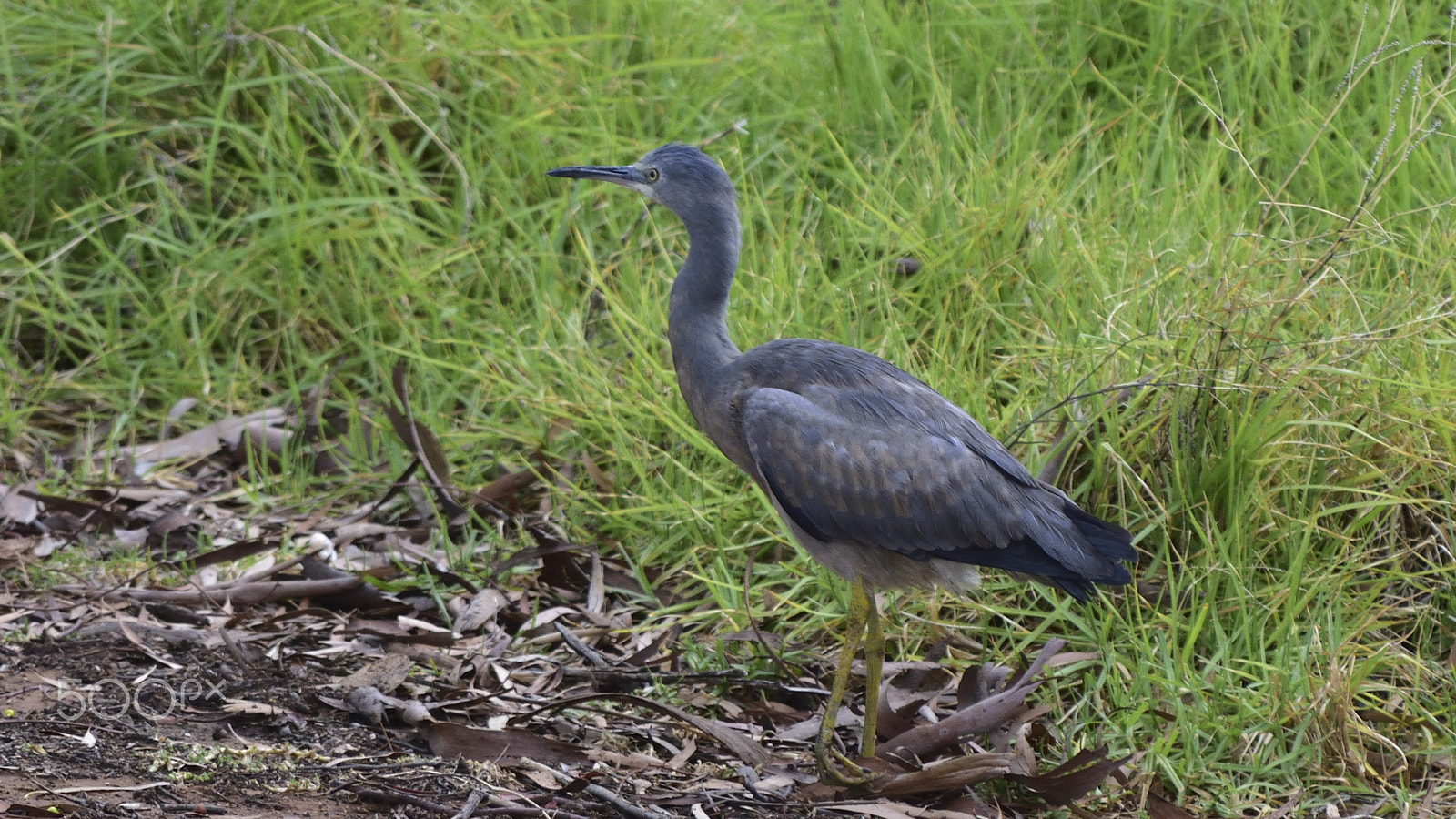 Nikon D3400 sample photo. Even storks call my neighbourhood home photography