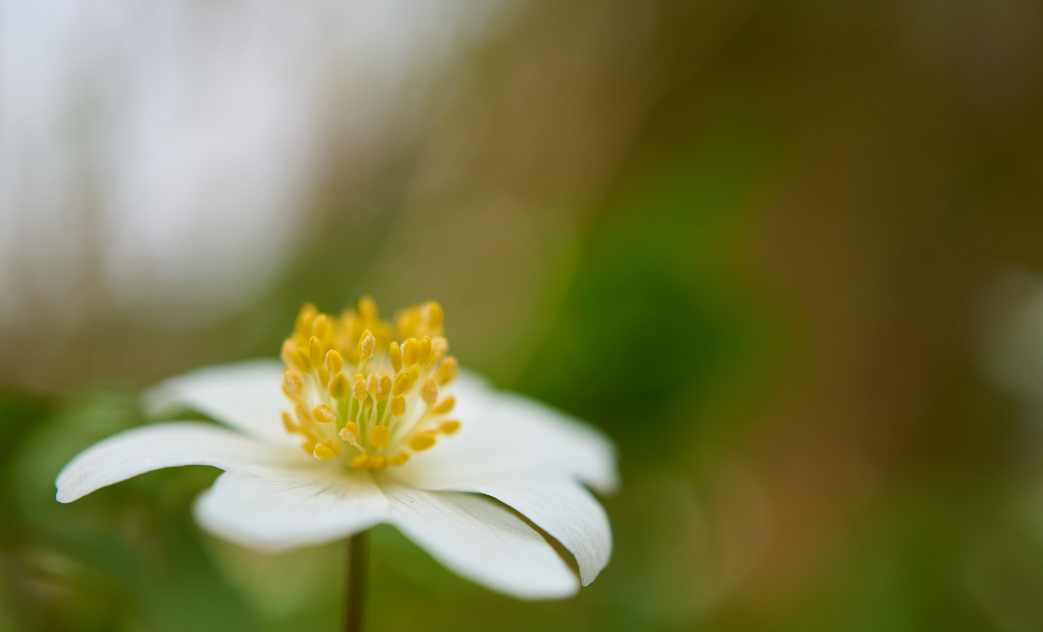 Sony a6000 sample photo. Dark bokeh photography