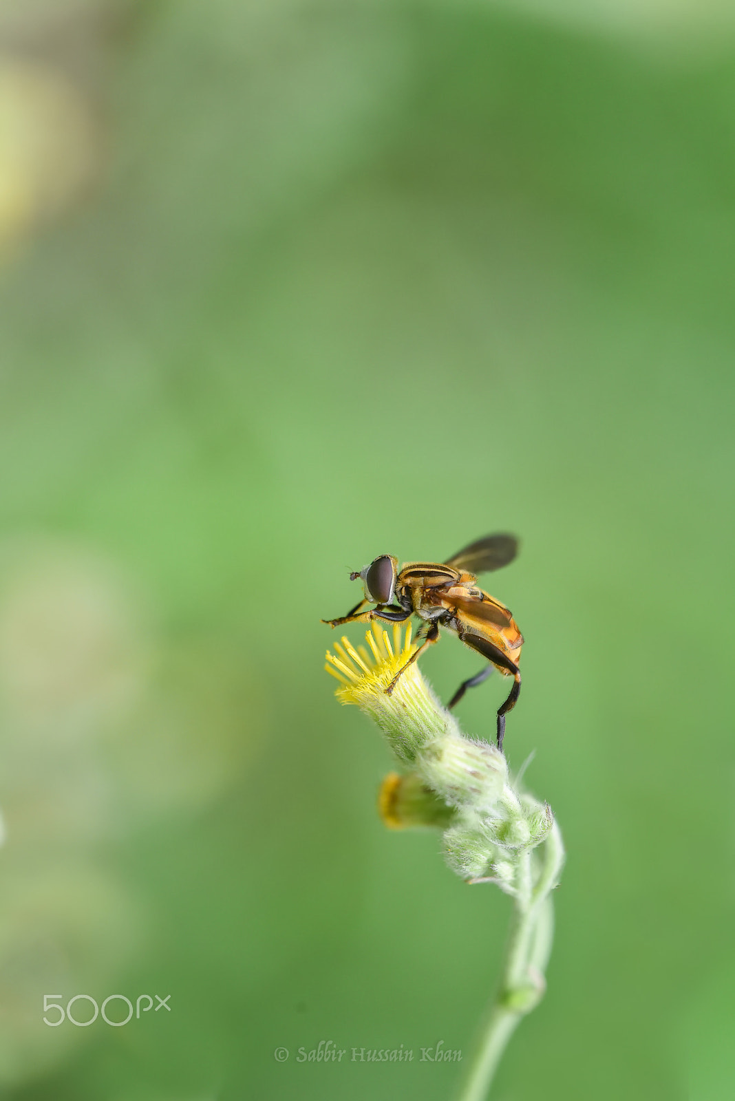 Nikon D810 sample photo. Hoverfly photography