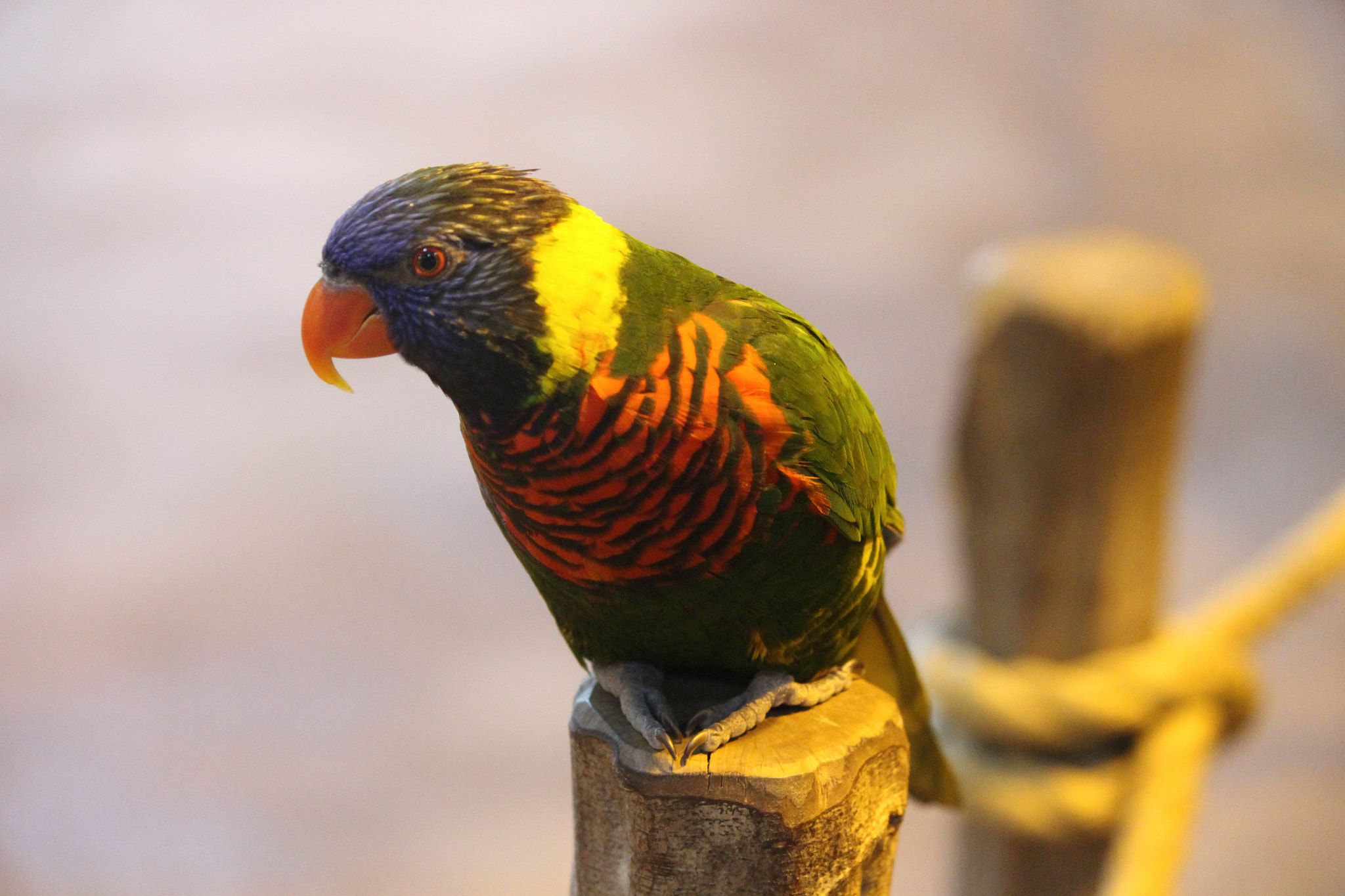 Canon EF-S 55-250mm F4-5.6 IS II sample photo. Img photography