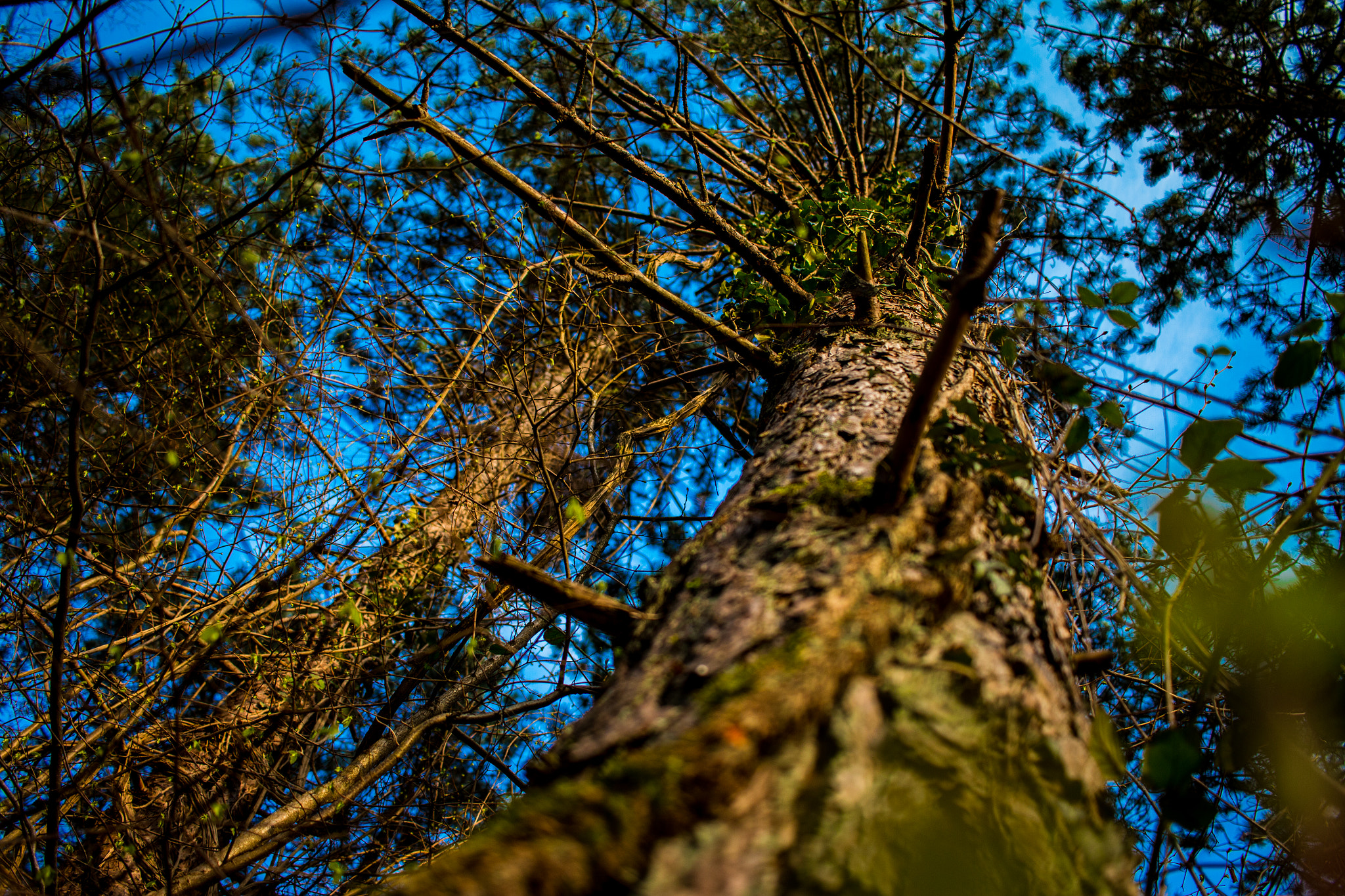 Canon EF-S 24mm F2.8 STM sample photo