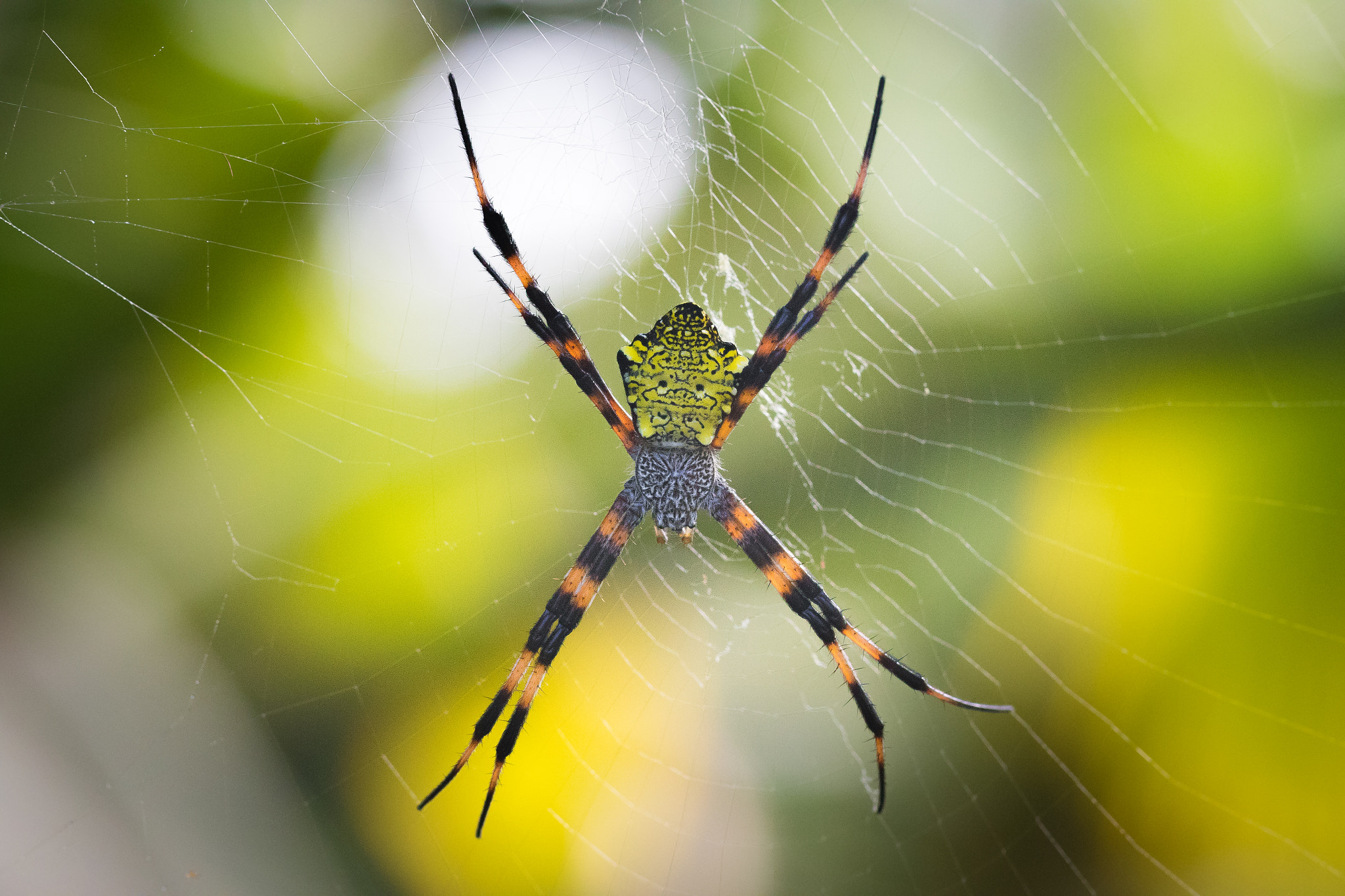 Canon EF 100mm F2.8L Macro IS USM sample photo. Tropial spidey photography