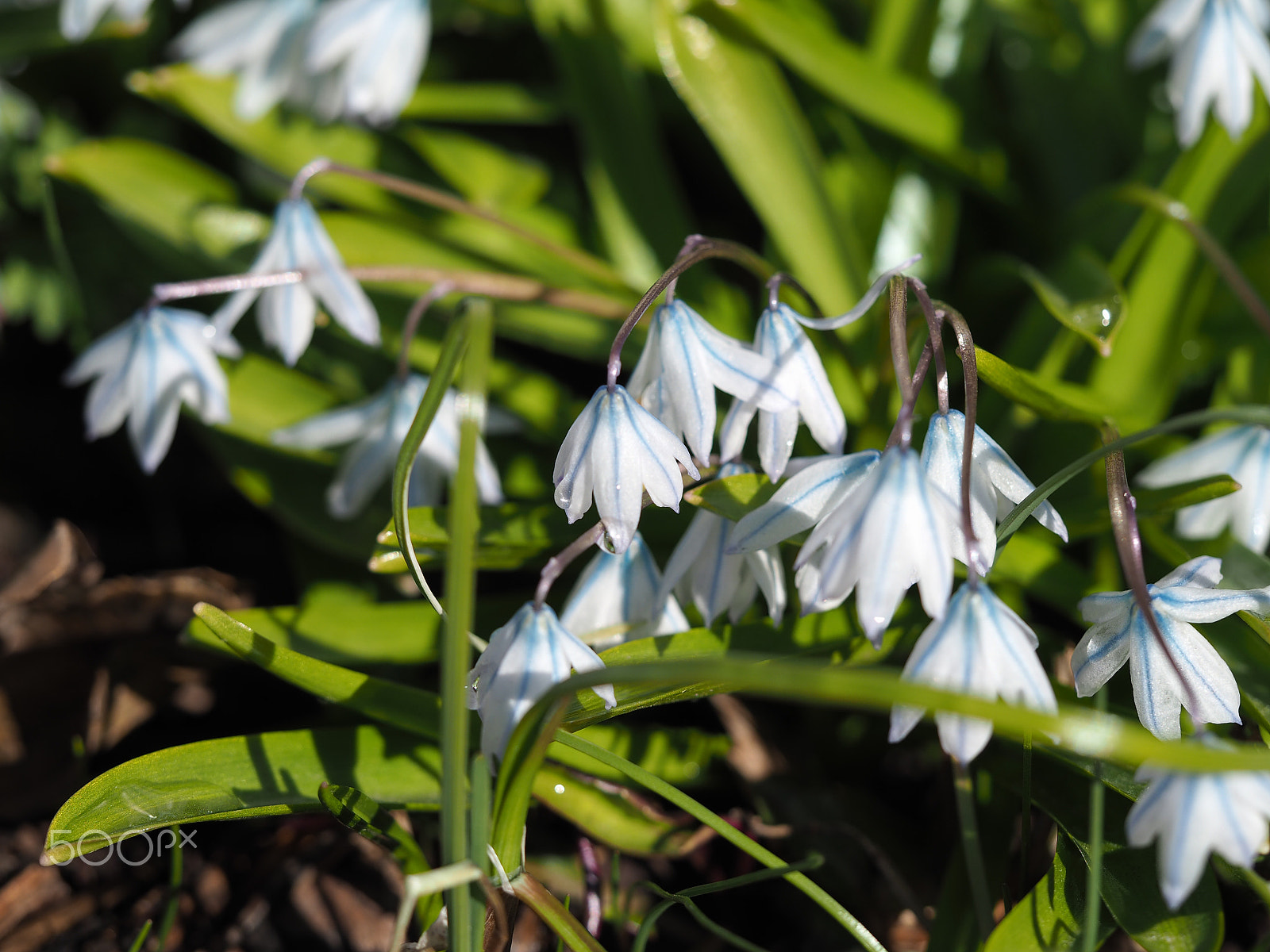 Olympus M.Zuiko Digital ED 60mm F2.8 Macro sample photo. Little spring flowers photography