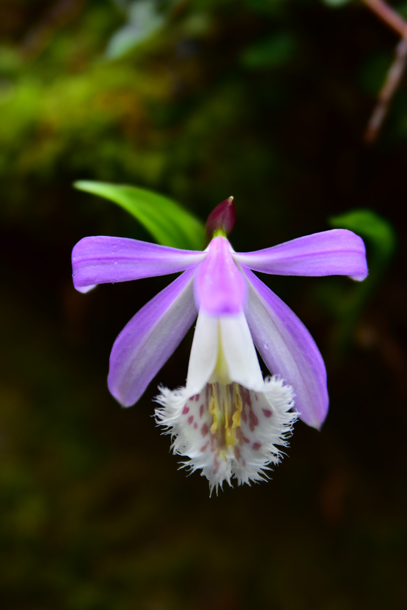 Nikon D7200 sample photo. Dsc photography