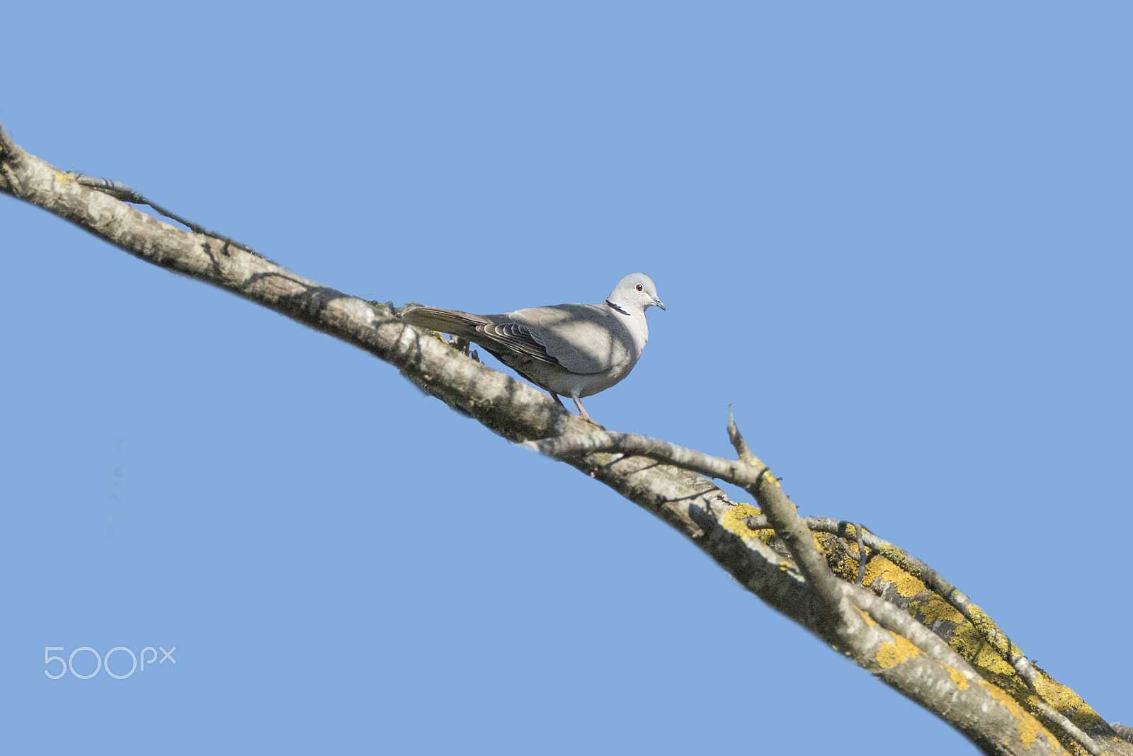 Sigma 150-600mm F5-6.3 DG OS HSM | C sample photo. Streptopelia decaocto/collared dove photography