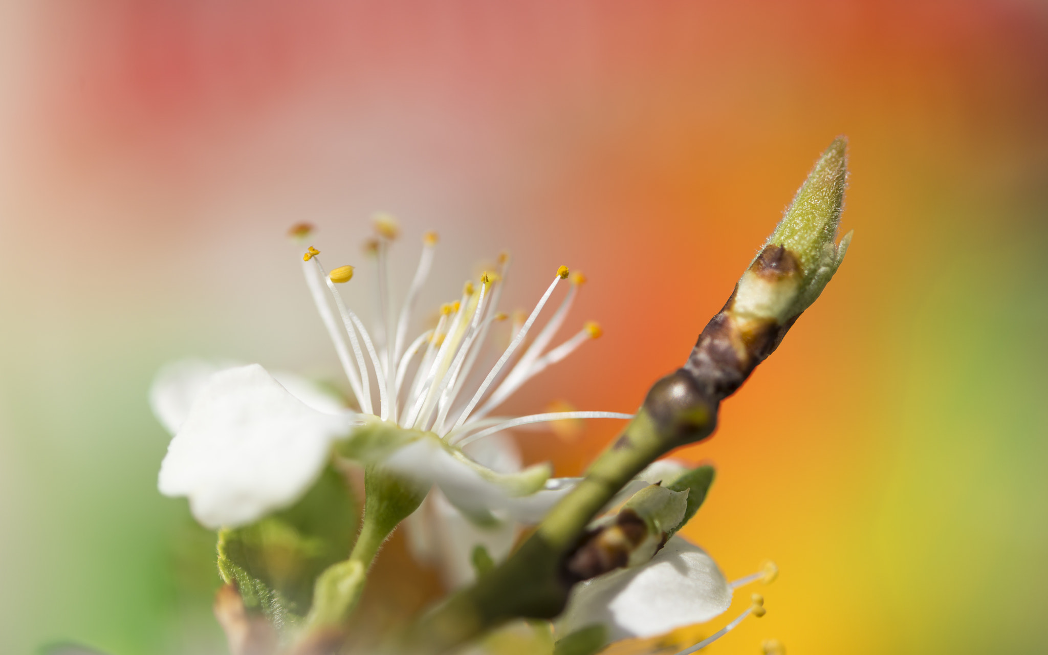 Nikon D800 + Nikon AF-S Micro-Nikkor 60mm F2.8G ED sample photo. Colorfull spring flower photography