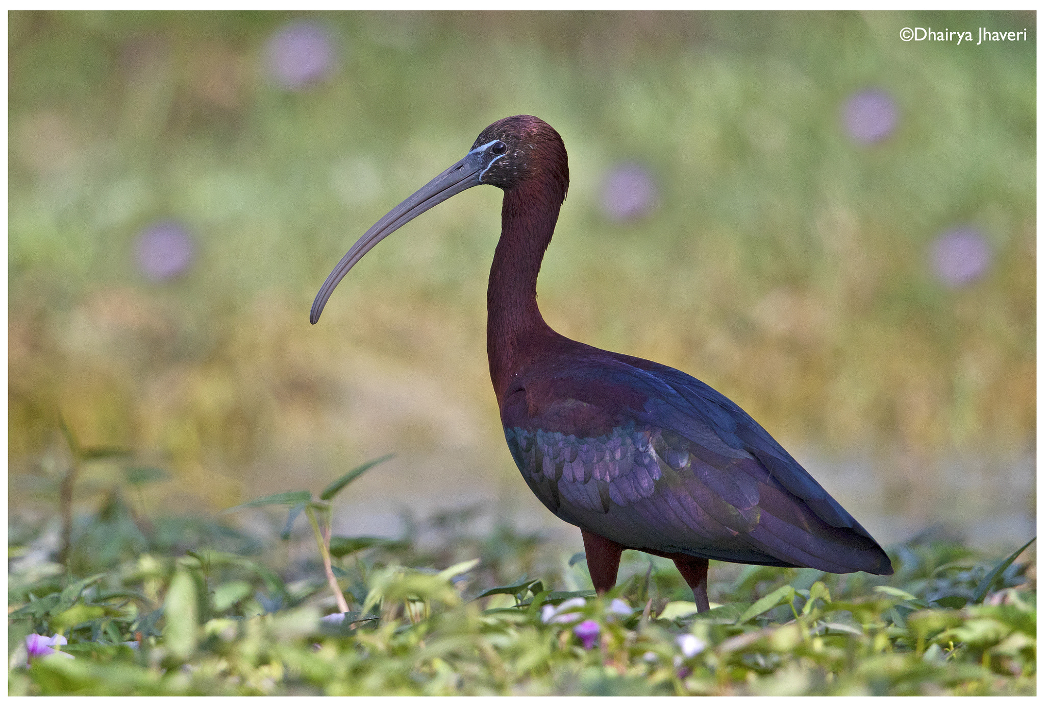 Canon EF 500mm F4L IS II USM sample photo. Glossy ibis photography