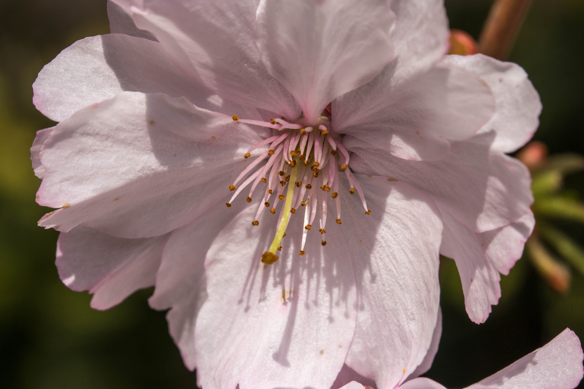 Canon EF-S 60mm F2.8 Macro USM sample photo. Printemps photography