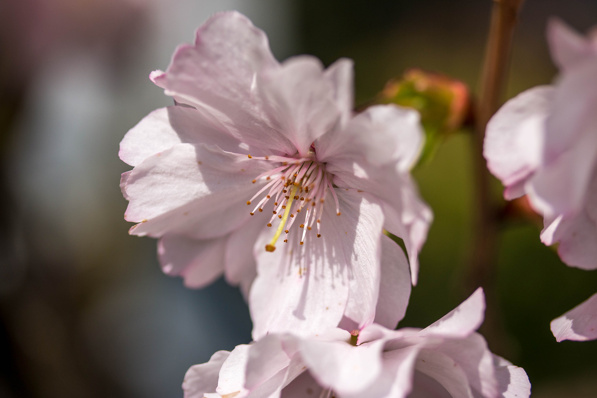 Canon EF-S 60mm F2.8 Macro USM sample photo. Printemps photography