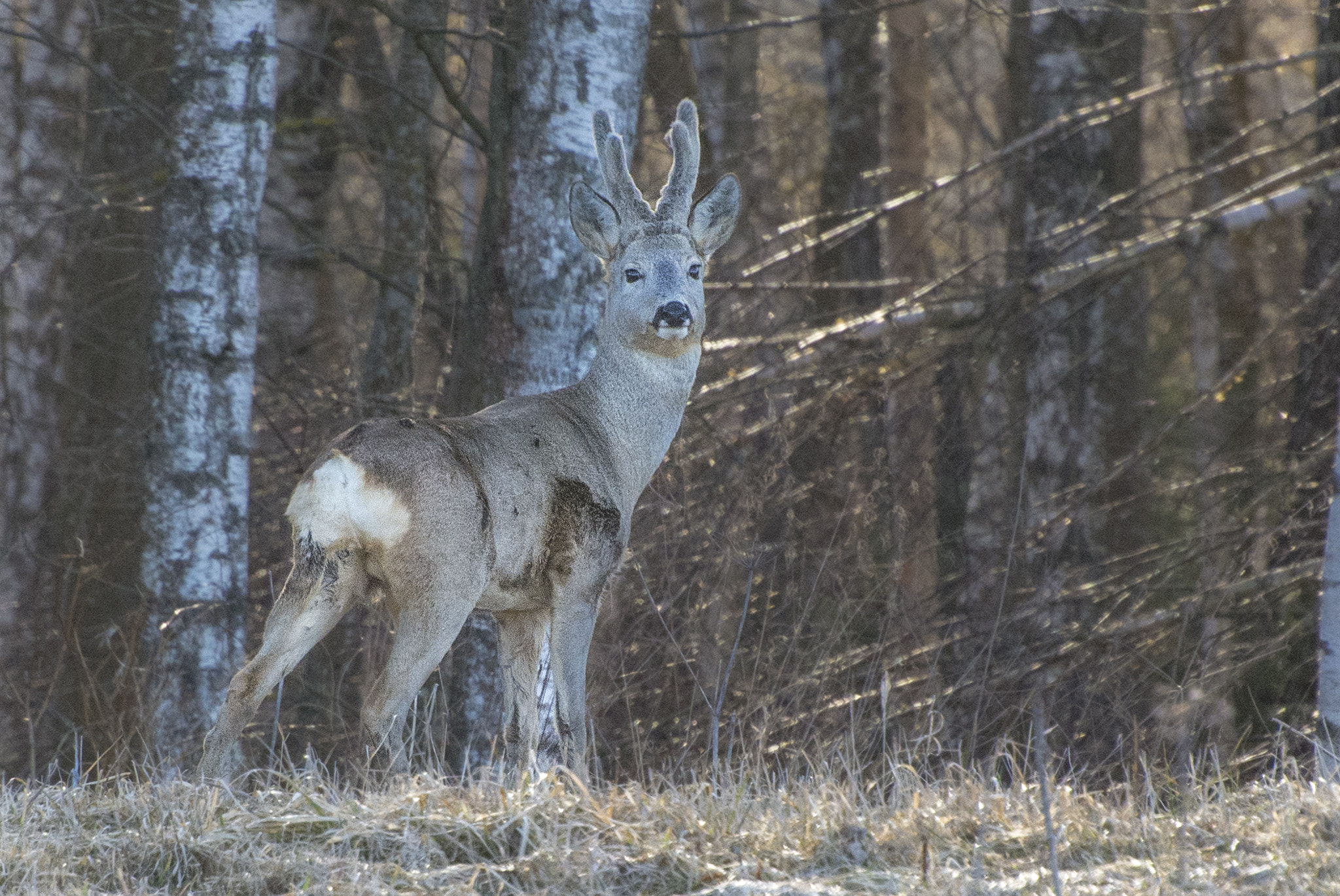 Nikon D7100 + Nikon AF-S Nikkor 70-300mm F4.5-5.6G VR sample photo. Roe deer photography