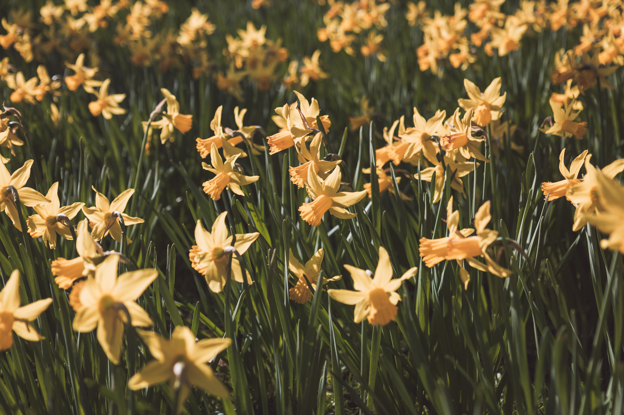Canon EOS 750D (EOS Rebel T6i / EOS Kiss X8i) sample photo. Narcis field photography