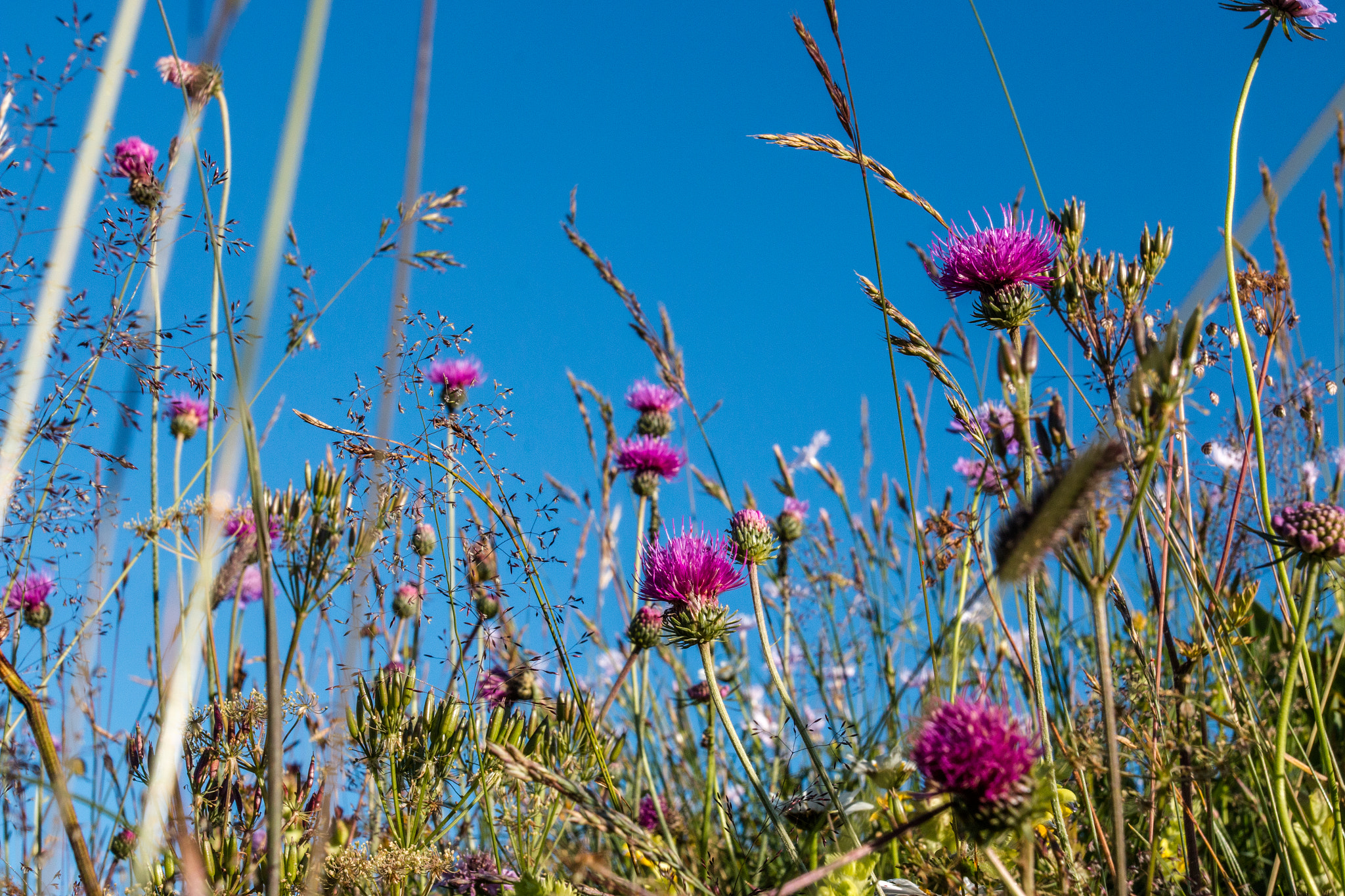 Canon EOS 70D + Canon EF 17-40mm F4L USM sample photo. Champ fleuri photography