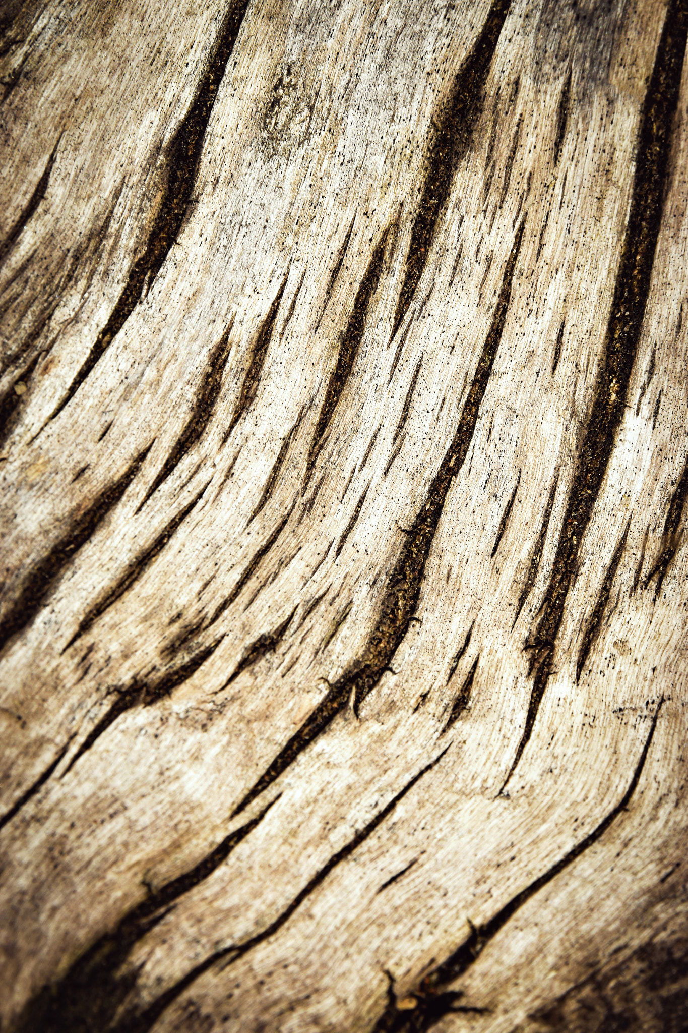 Nikon D5500 sample photo. Detail of an old tree stump dirty photography