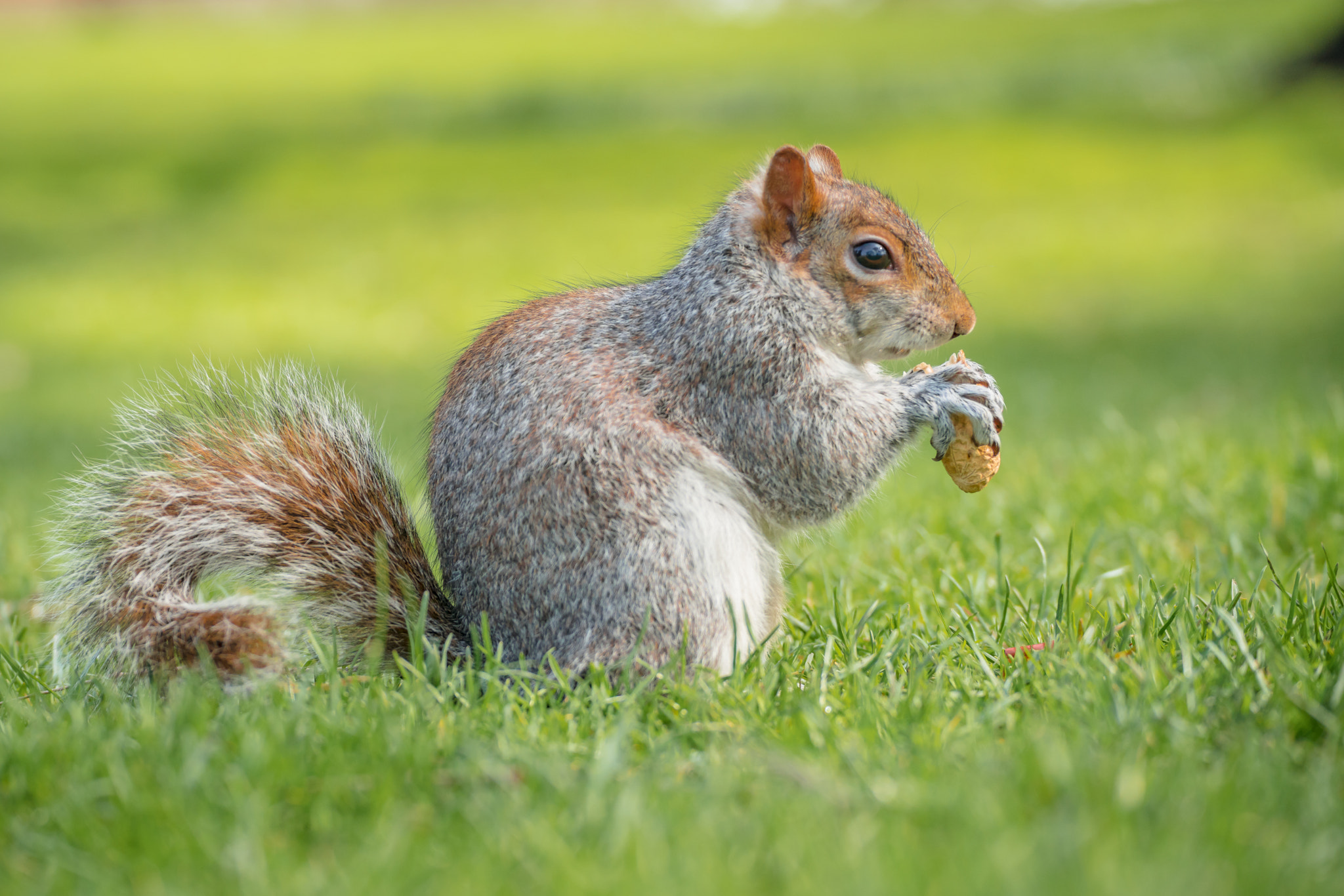 Sony a7R II sample photo. Gray squirrel photography