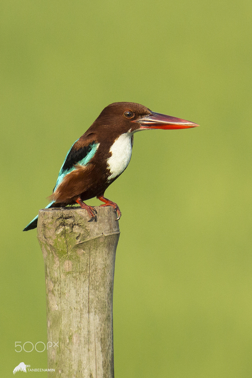 Canon EOS 600D (Rebel EOS T3i / EOS Kiss X5) + Canon EF 100-400mm F4.5-5.6L IS II USM sample photo. White throated kingfisher photography