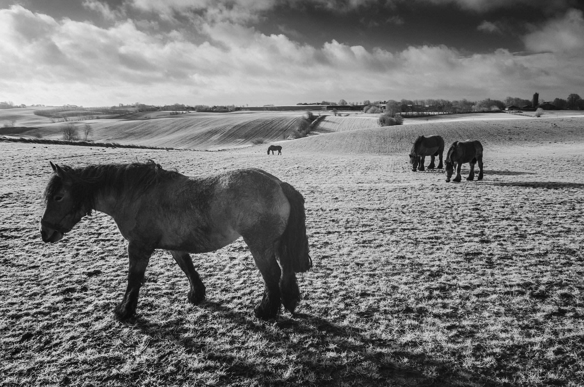 Nikon D7000 + Sigma 17-50mm F2.8 EX DC OS HSM sample photo. Horses in the landscape at vinkel photography