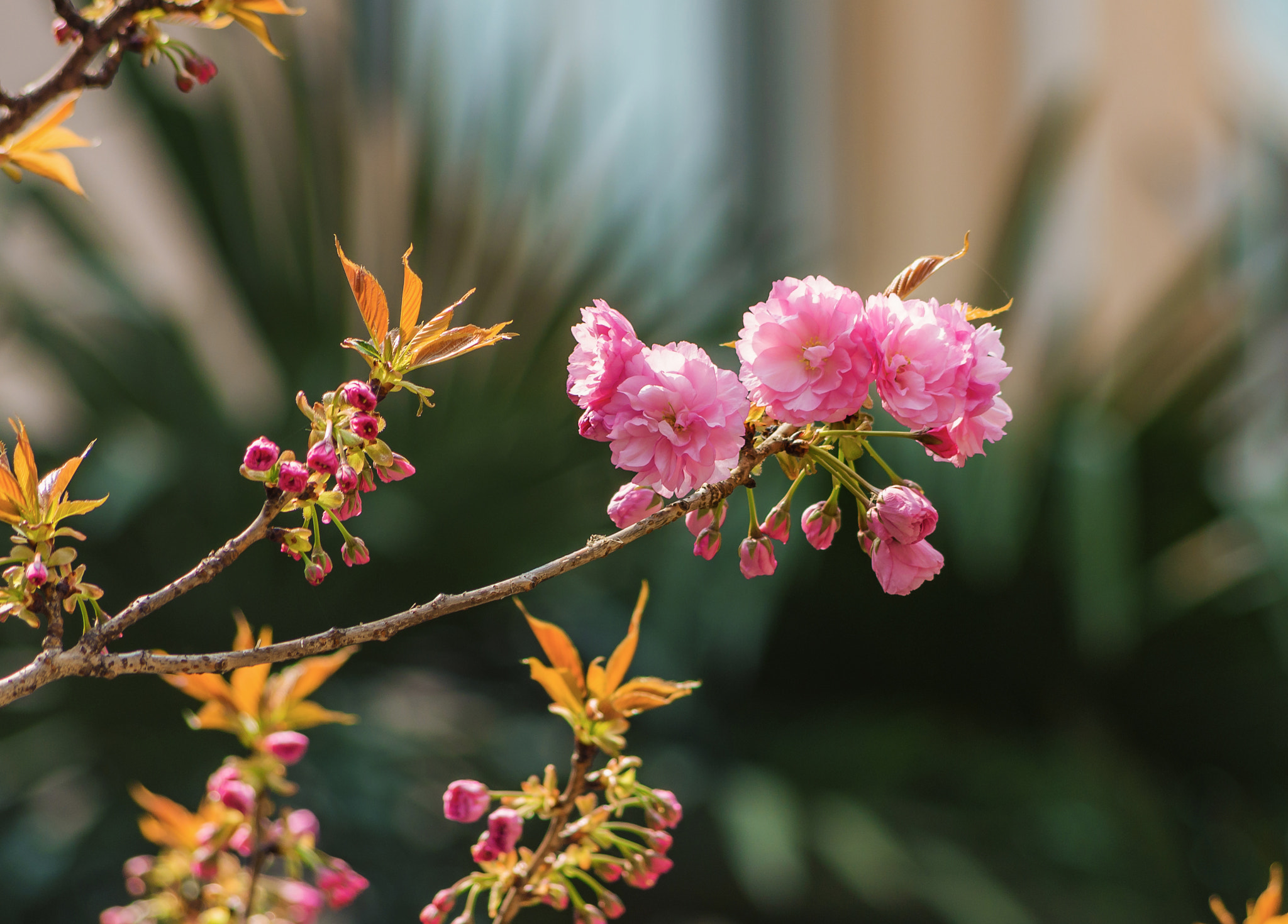 Pentax smc DA 55-300mm F4.0-5.8 ED sample photo. Flower photography