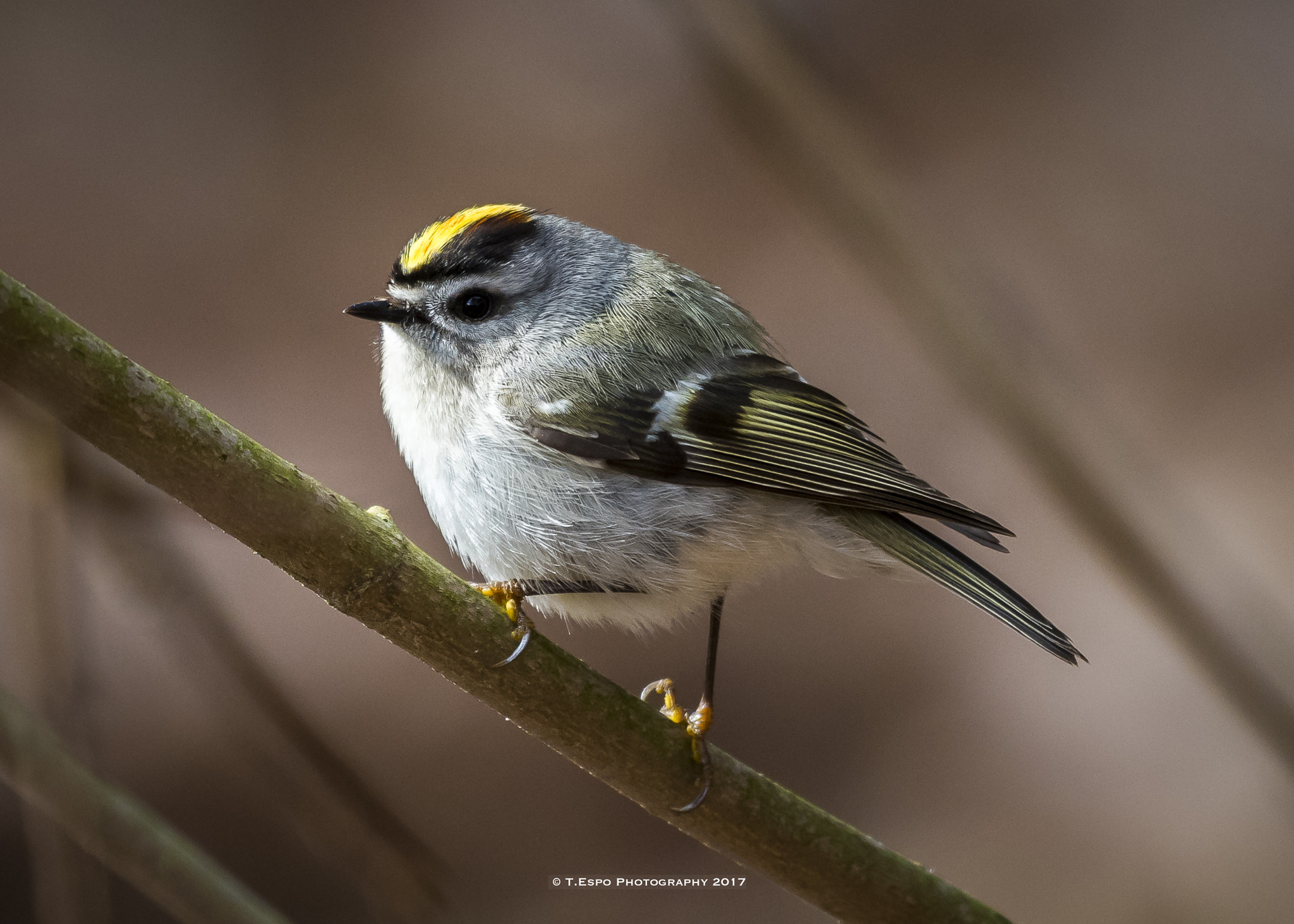 Nikon AF-S Nikkor 200-500mm F5.6E ED VR sample photo. Golden-crowned kinglet 2 photography