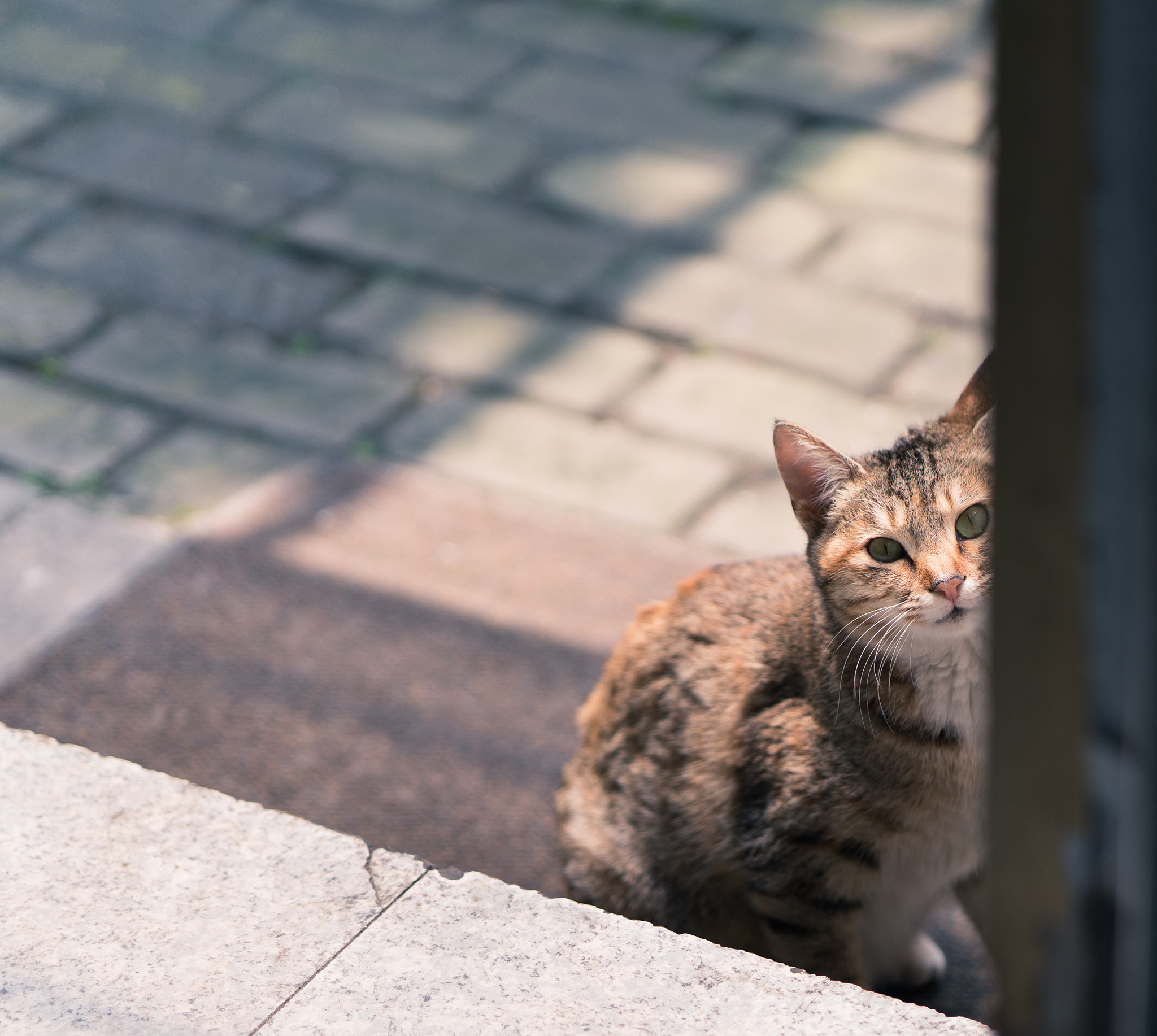 ZEISS Batis 85mm F1.8 sample photo. My cat photography