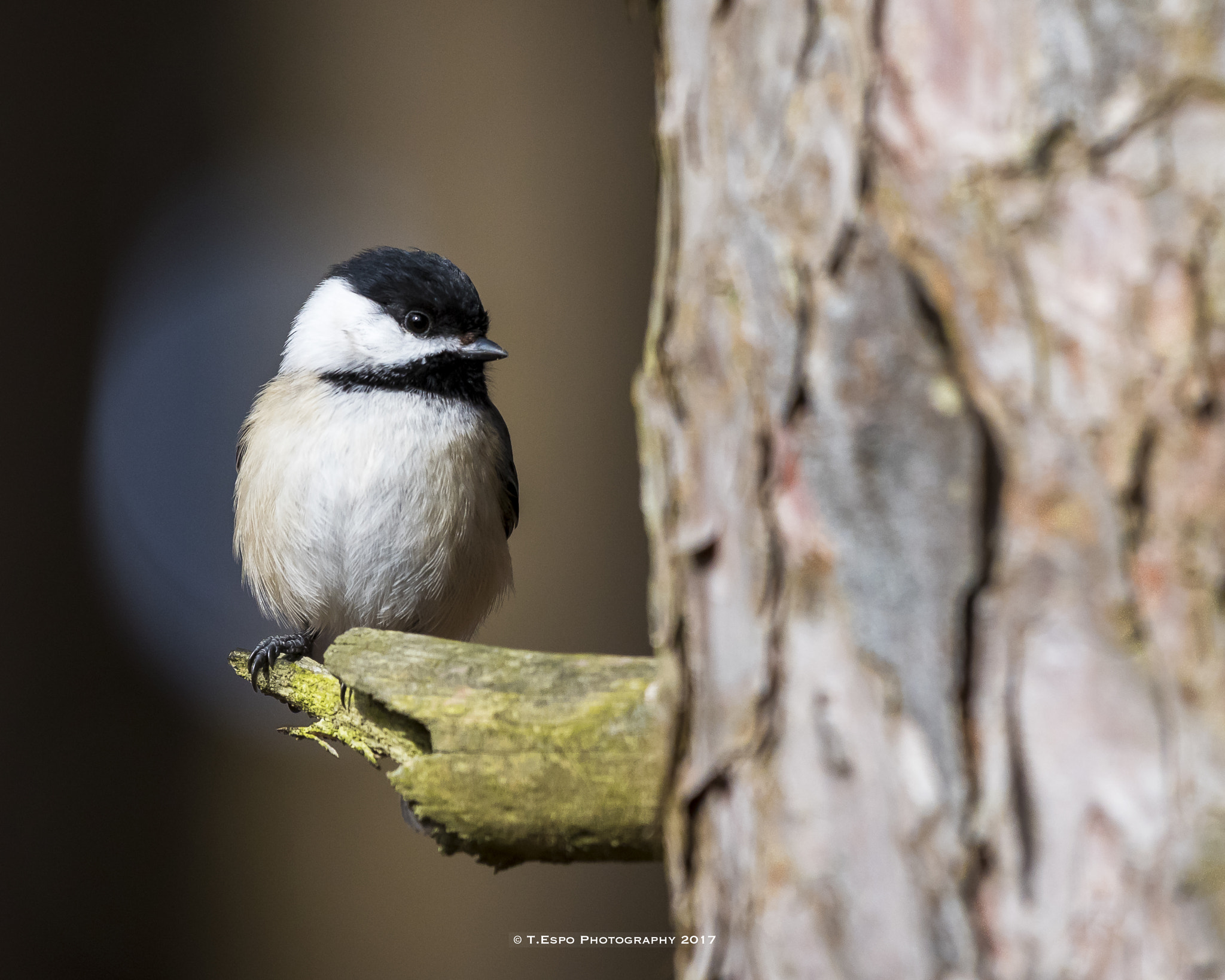 Nikon AF-S Nikkor 200-500mm F5.6E ED VR sample photo. Little perch photography