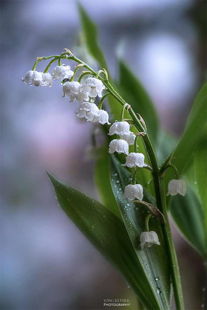 Pentax smc D-FA 100mm F2.8 Macro WR sample photo. Preview of the spring-2 photography