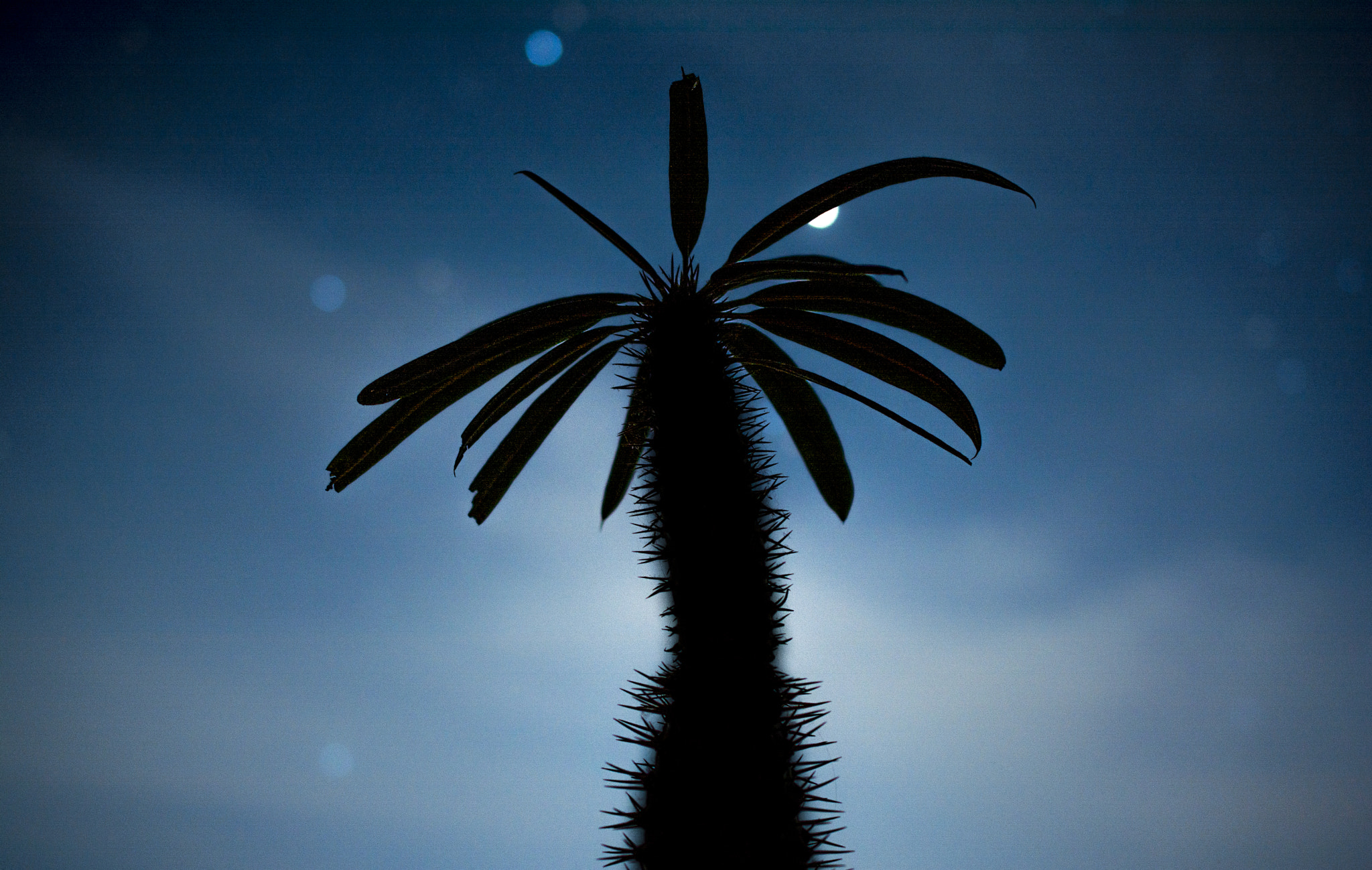 Nikon D7100 sample photo. Cactus in galaxy photography