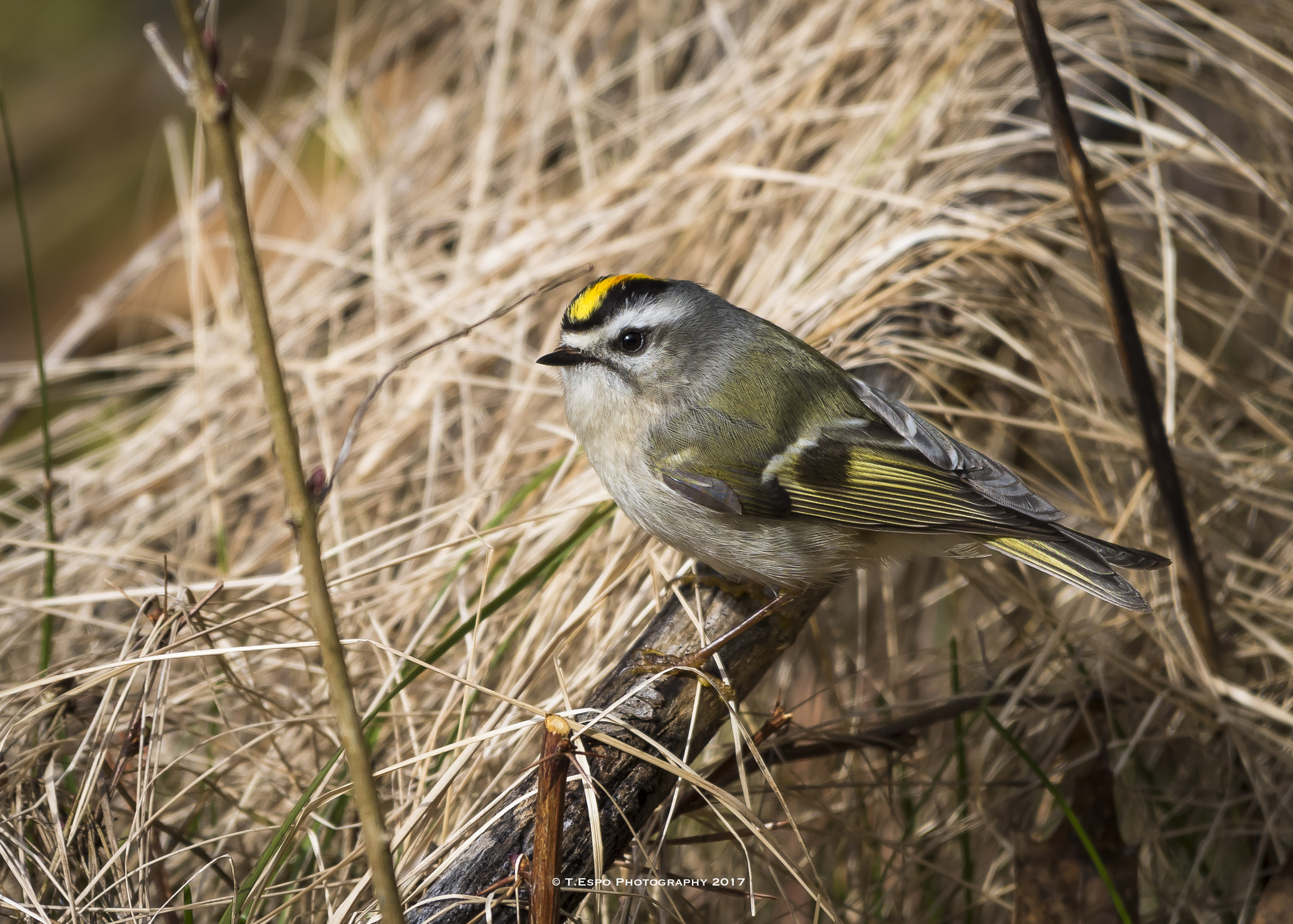 Nikon AF-S Nikkor 200-500mm F5.6E ED VR sample photo. Golden-crowned kinglet 6 photography