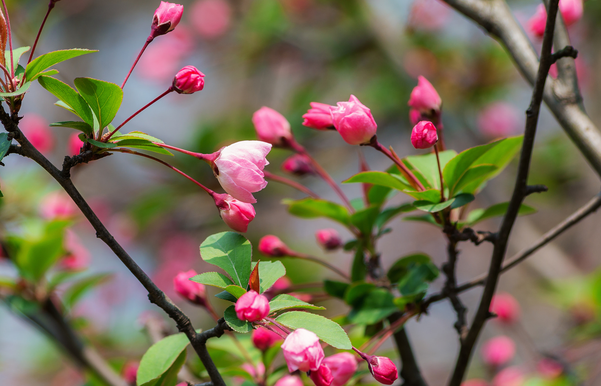 Pentax K-50 sample photo. Flower photography