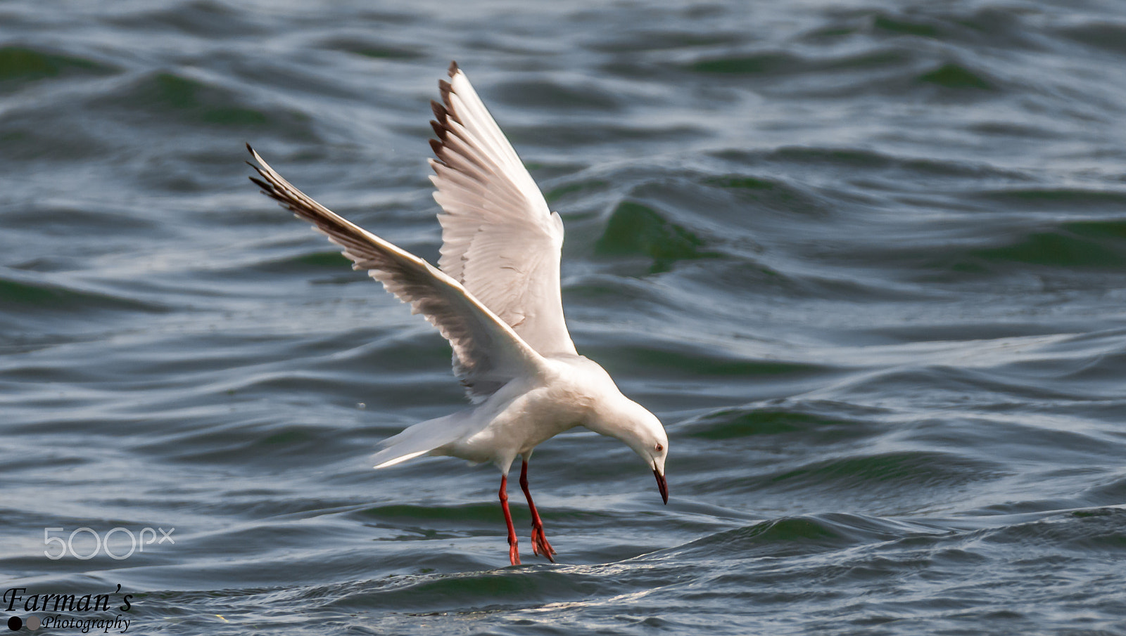Nikon AF-S Nikkor 200-500mm F5.6E ED VR sample photo. #heuglinsgull photography