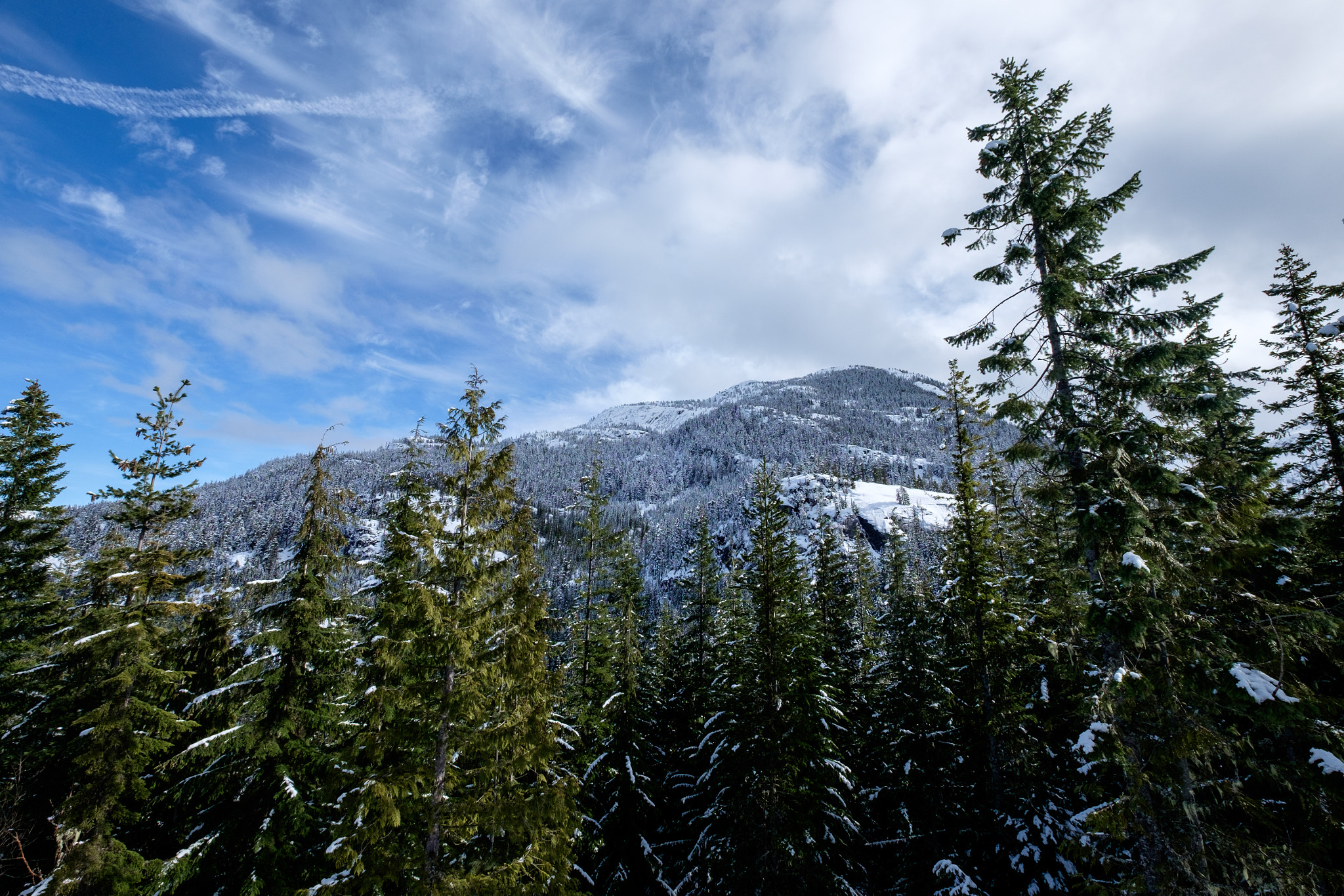 Fujifilm XF 10-24mm F4 R OIS sample photo. Tree to summit photography