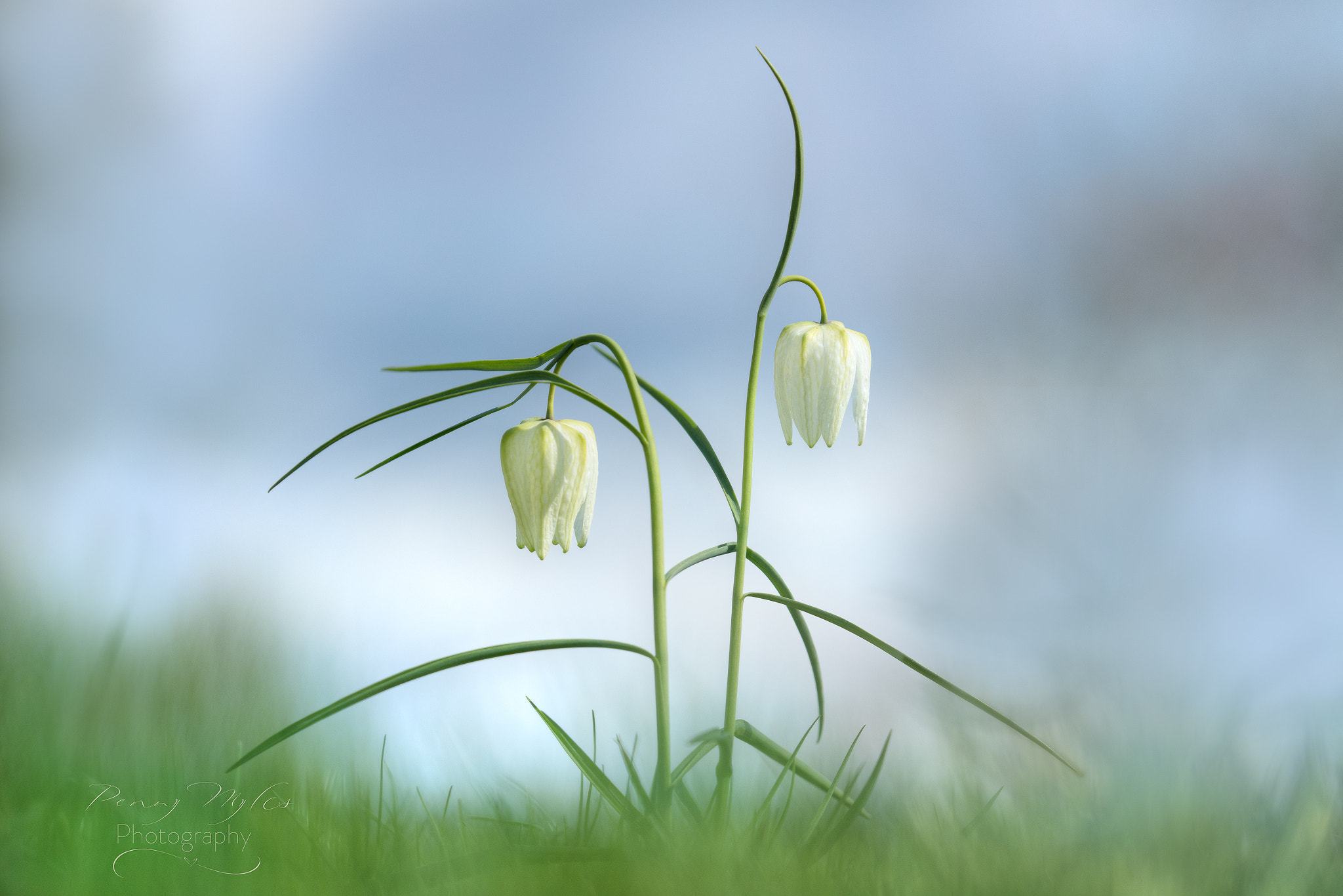 Canon EF 180mm F3.5L Macro USM sample photo. Fritillary photography