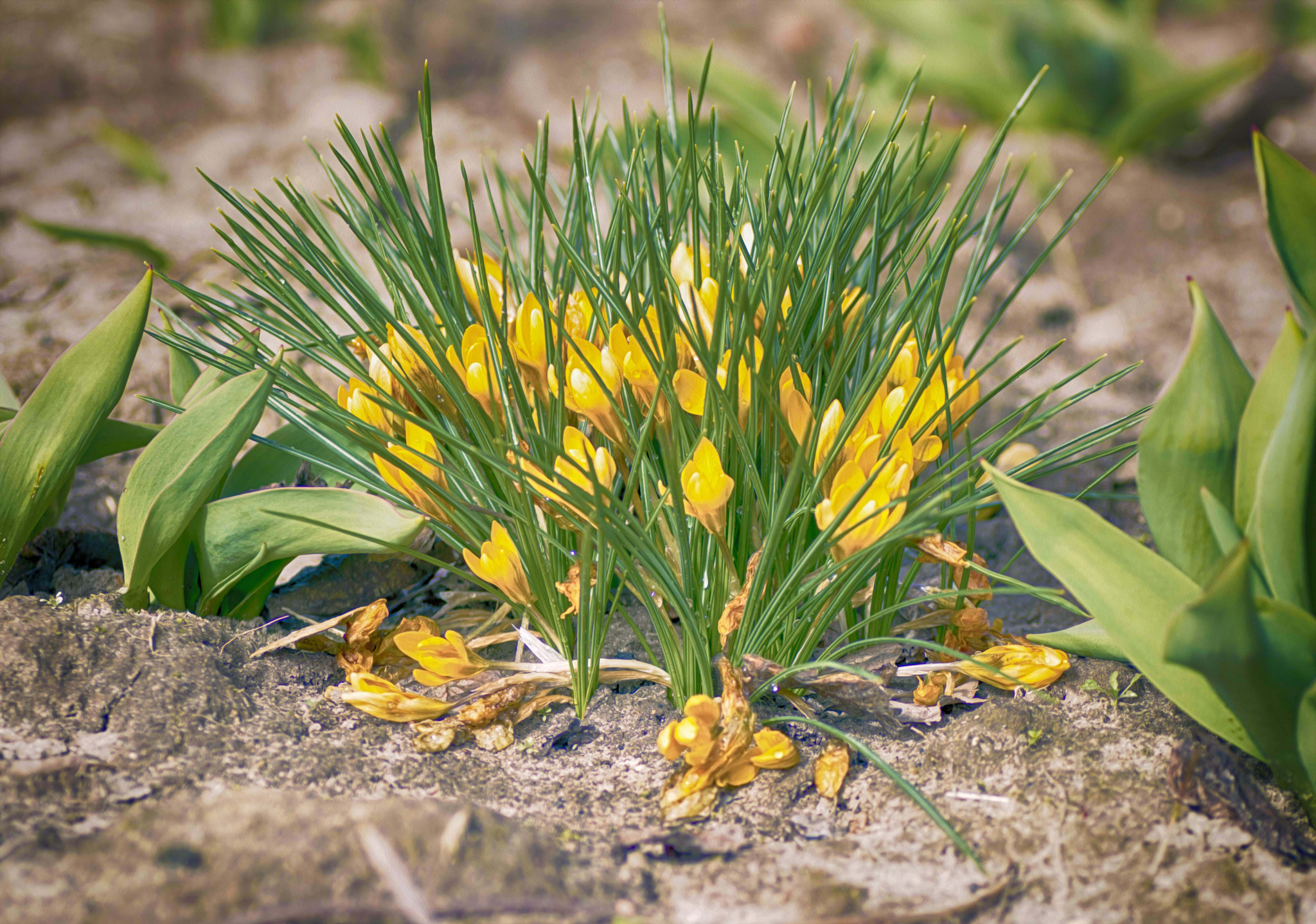 Nikon D3200 sample photo. Первоцветы photography