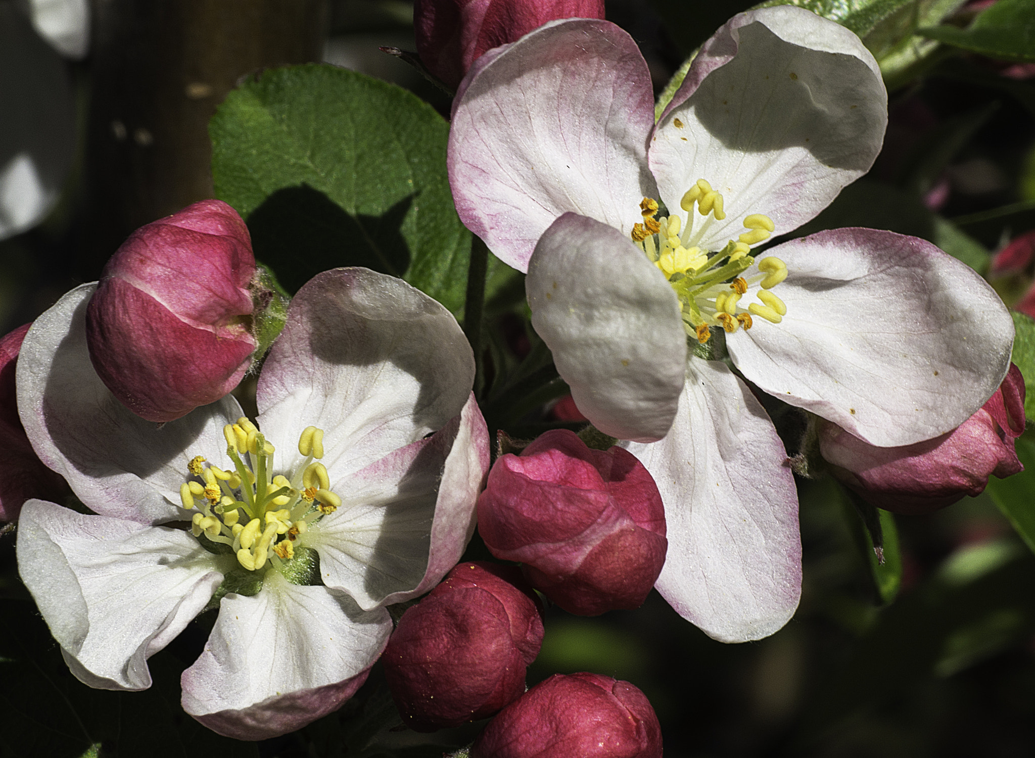 Pentax K-5 II + Sigma sample photo. Fleur de pommier japonais photography