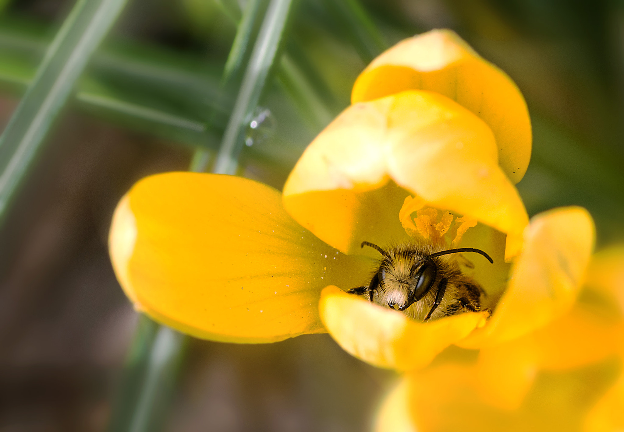 Nikon D3200 sample photo. Сон пчелы photography