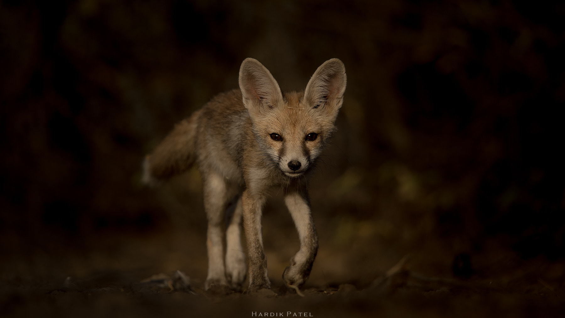 Nikon D5 + Tamron SP 150-600mm F5-6.3 Di VC USD sample photo. Desert fox puppy photography