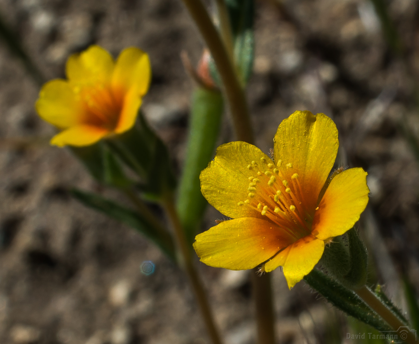 AF Zoom-Nikkor 28-85mm f/3.5-4.5 sample photo. Anza-borrego wild flower photography