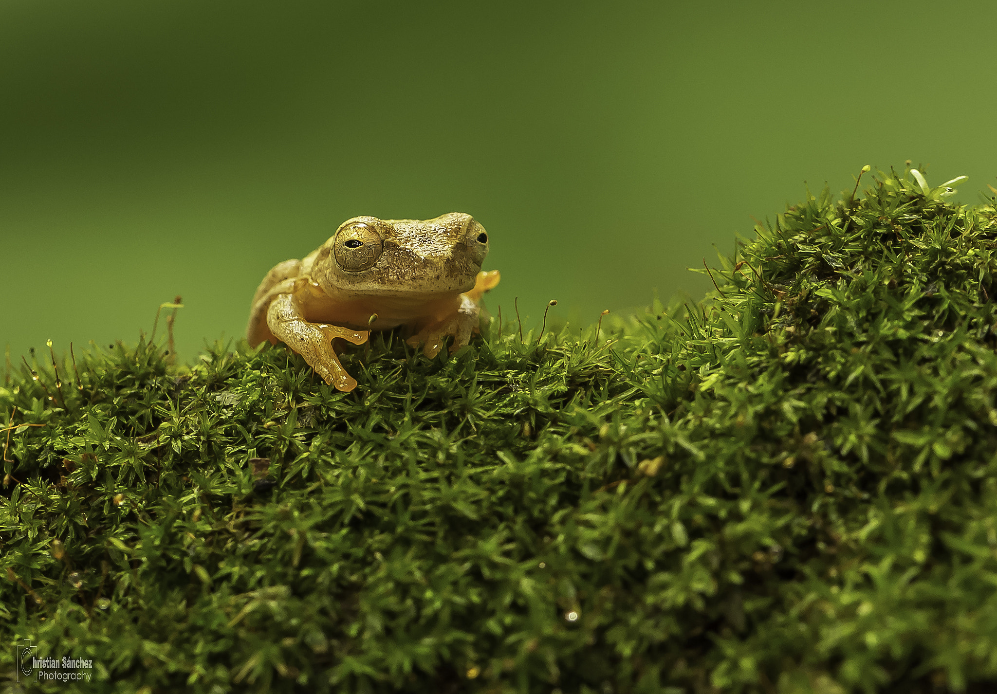 Nikon AF-S Micro-Nikkor 105mm F2.8G IF-ED VR sample photo. Veined treefrog photography
