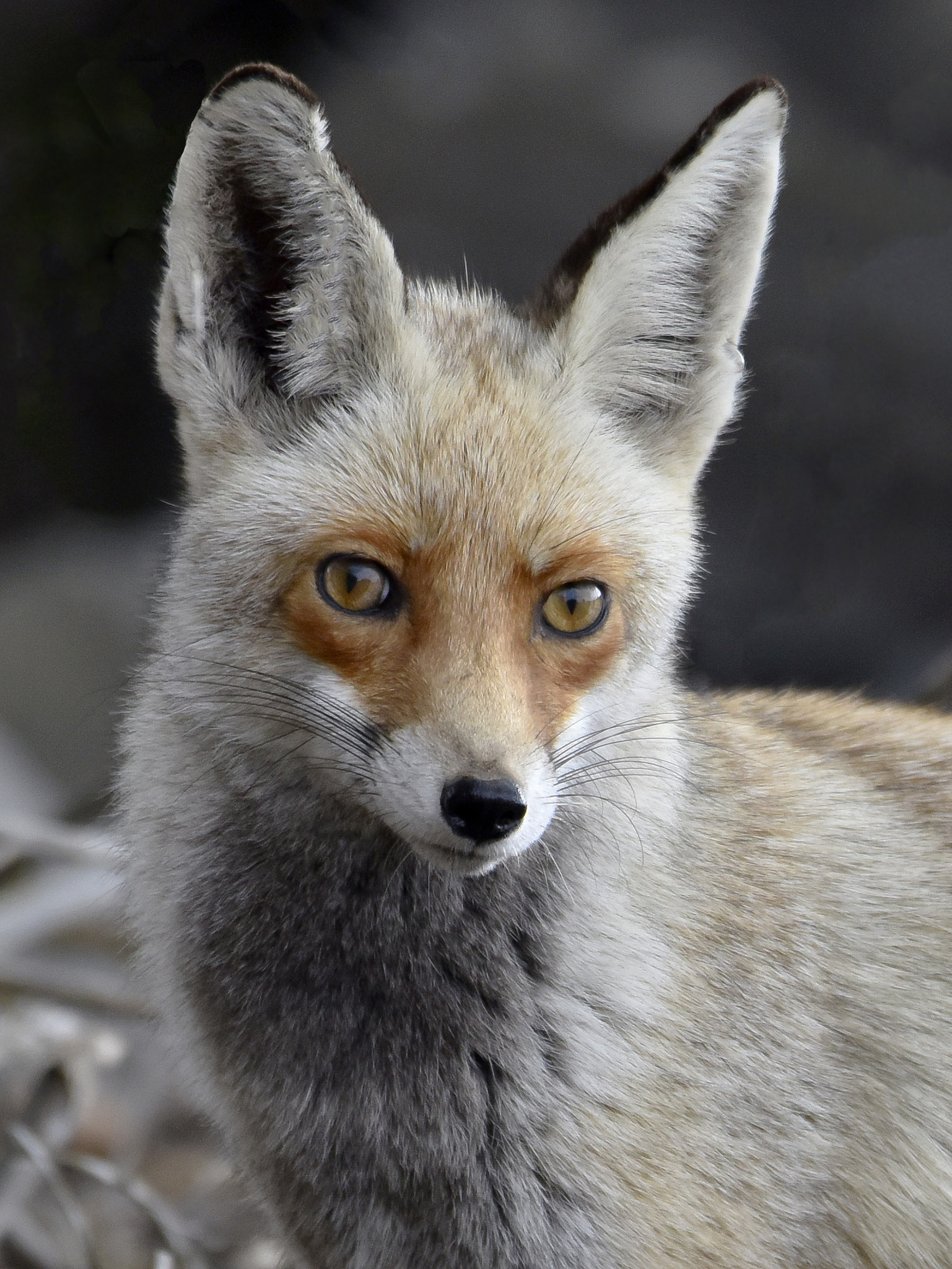 Nikon D810 + Sigma 50mm F2.8 EX DG Macro sample photo. A portrait of a vixen photography