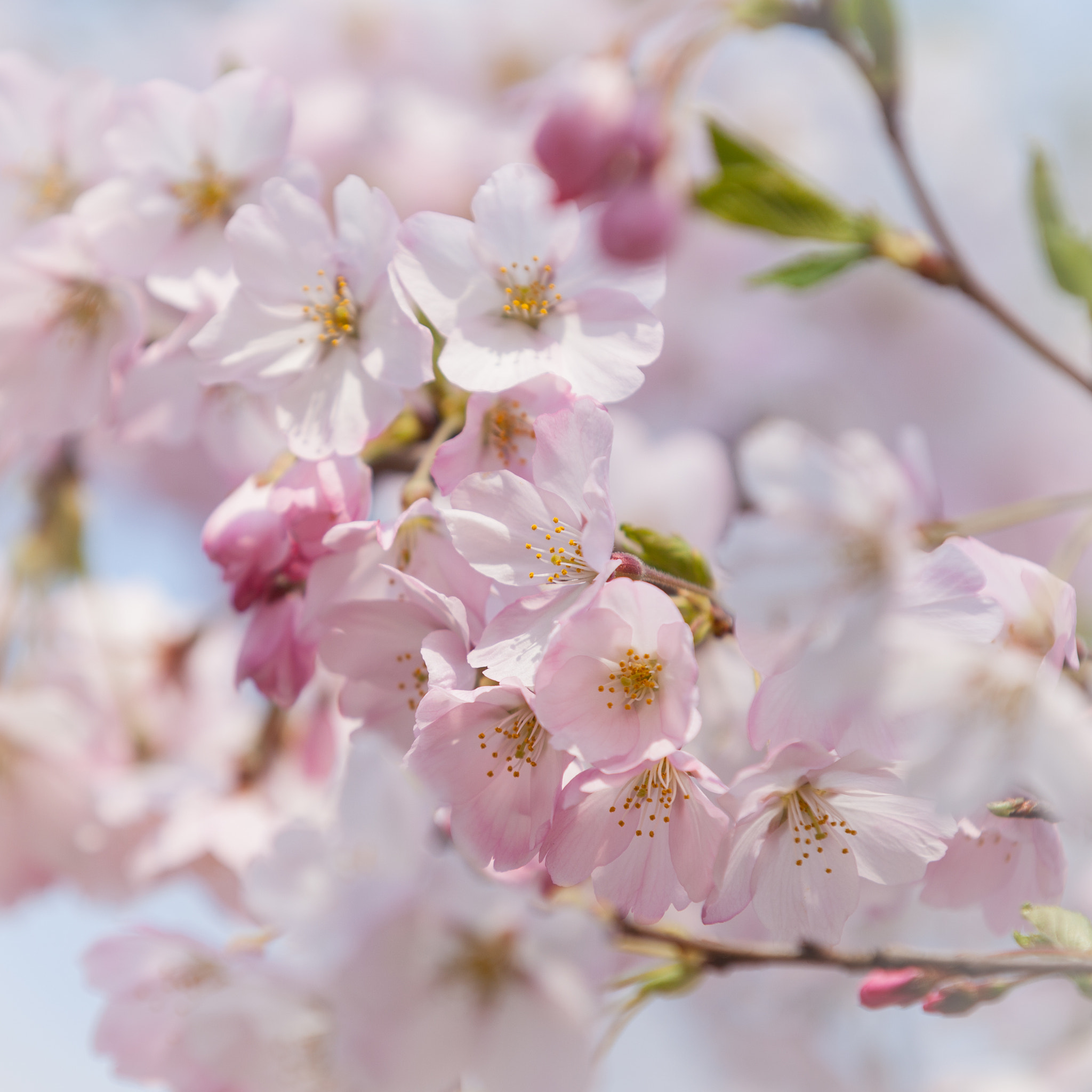 Canon EF 70-200mm F2.8L IS II USM sample photo