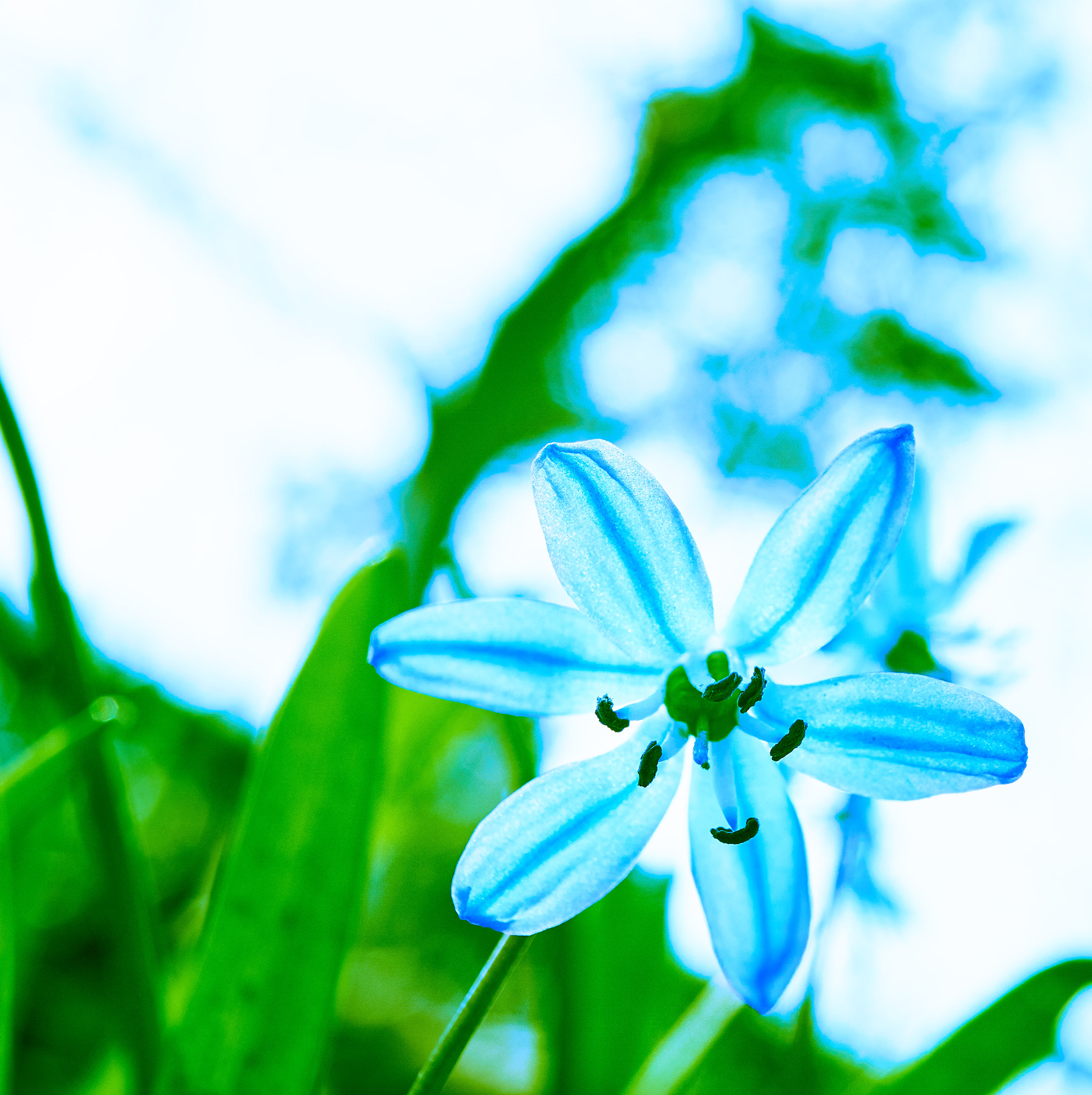 Sony E 30mm F3.5 Macro sample photo. Flower with bokeh photography