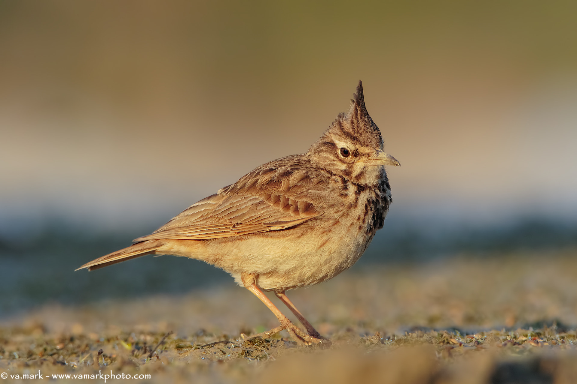 Tamron SP 150-600mm F5-6.3 Di VC USD sample photo. Cappellaccia photography
