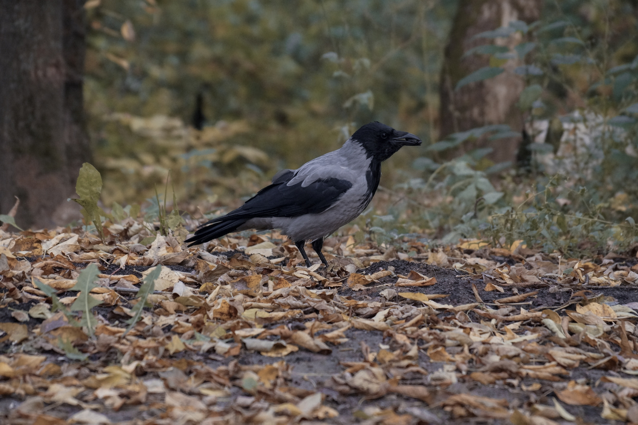 Sony DT 18-135mm F3.5-5.6 SAM sample photo. Dsc photography