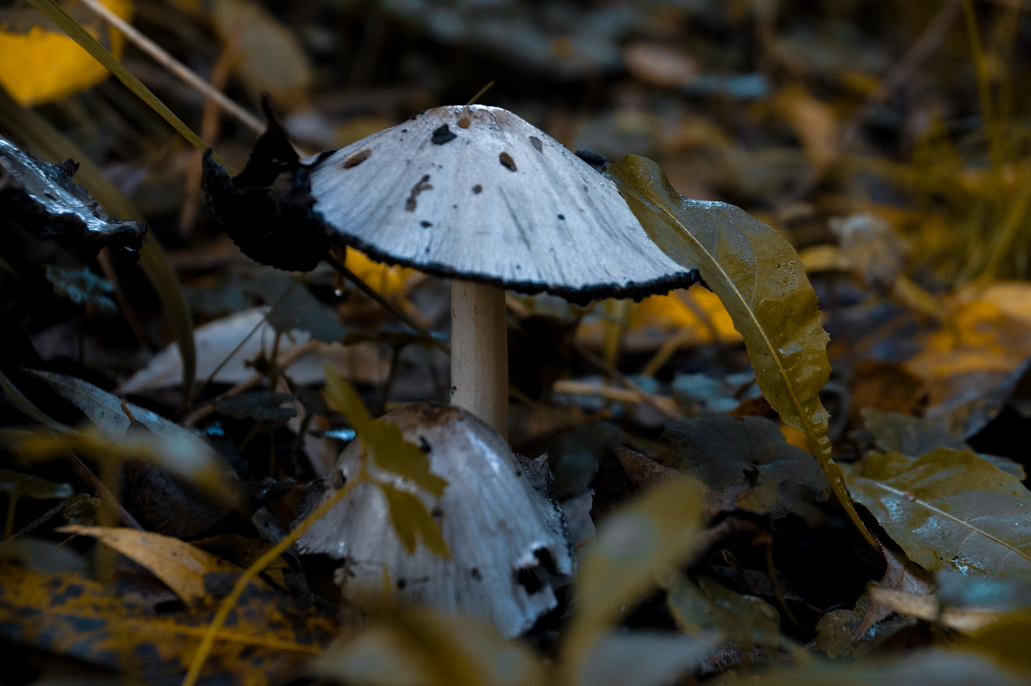 Sony DT 18-135mm F3.5-5.6 SAM sample photo. Dsc photography